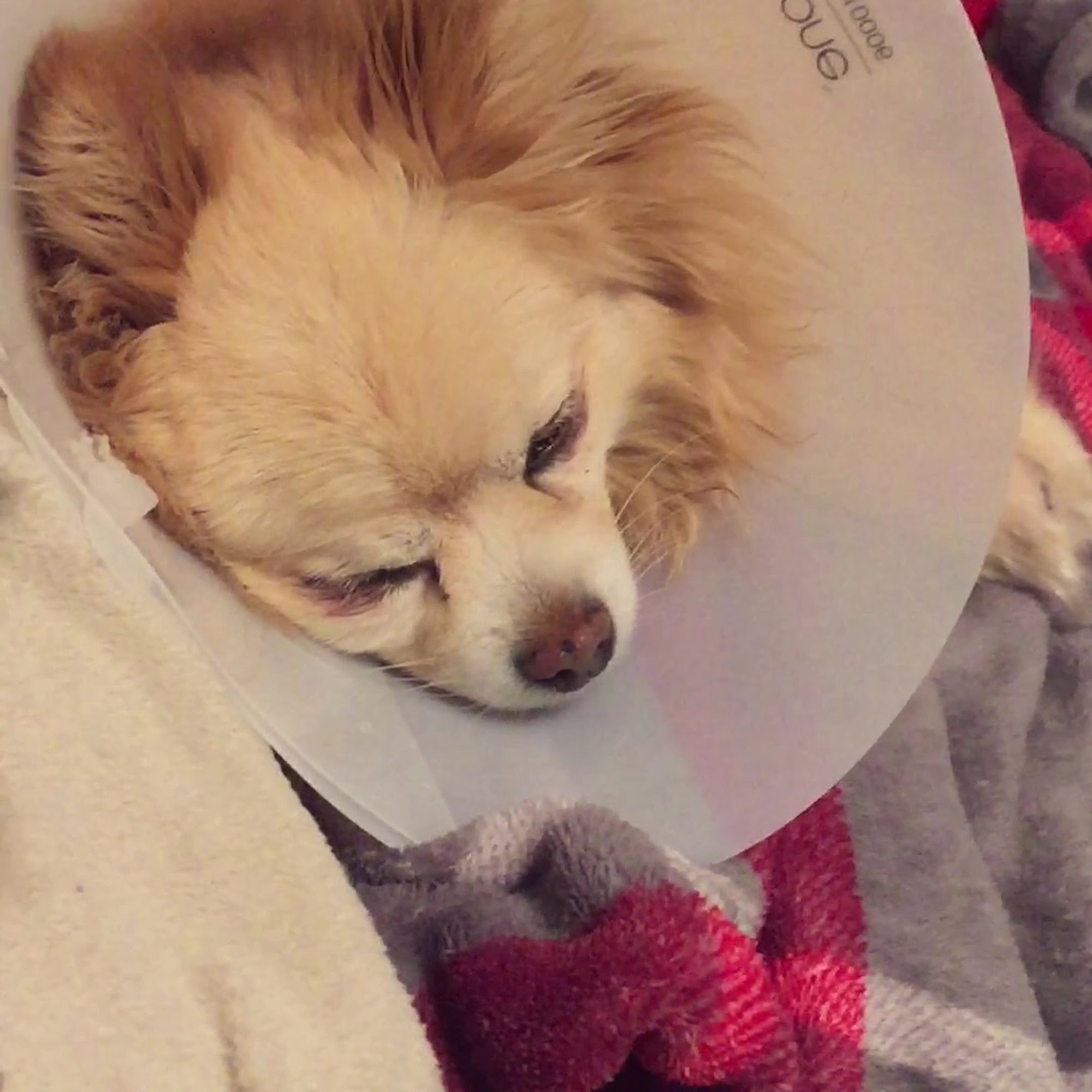 Washington Family Veterinary Clinic St. George