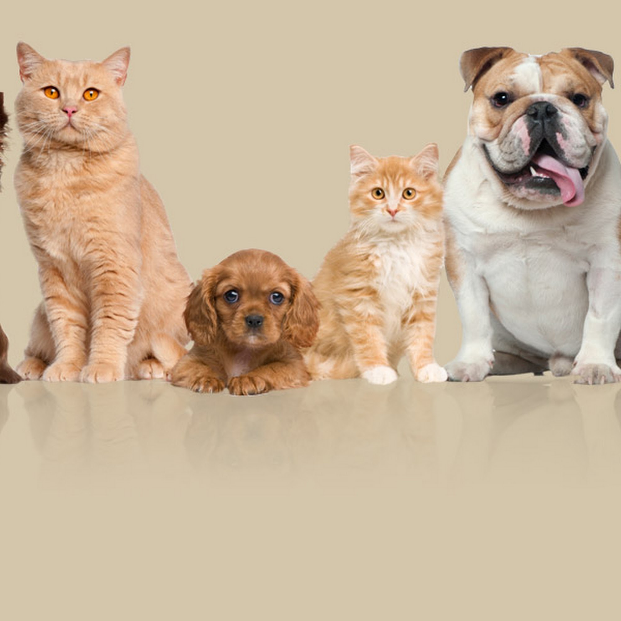 Southwest Animal Emergency Clinic St. George