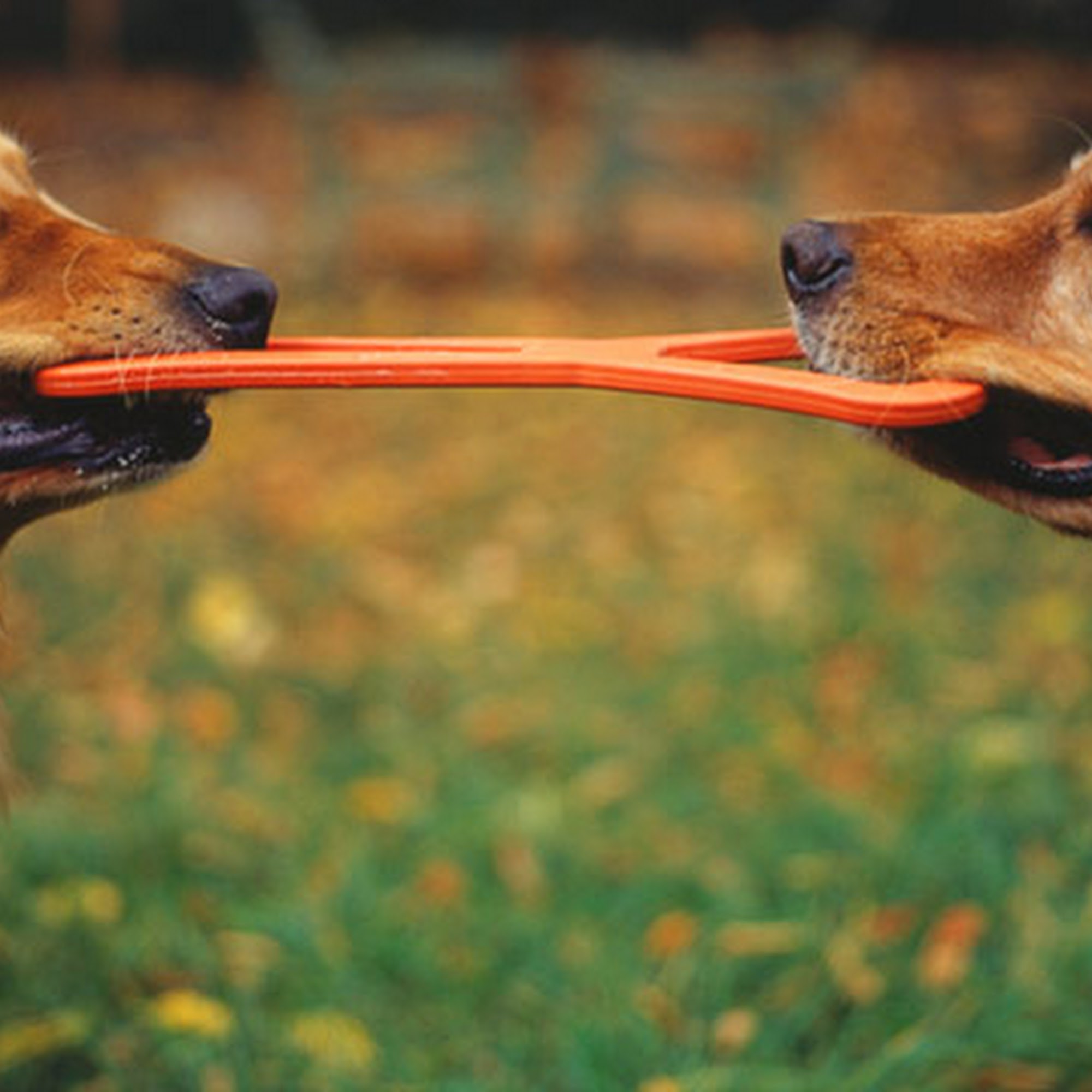 Bed N Biscuits Pet Daycare & Boarding St. George