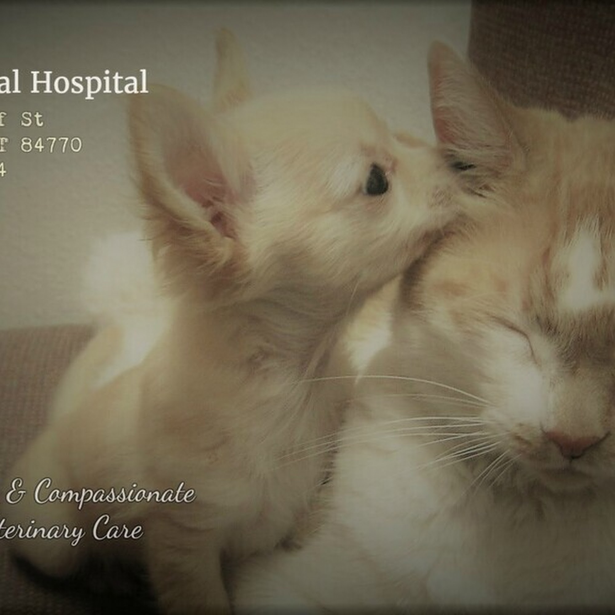 Animal Medical Hospital St. George