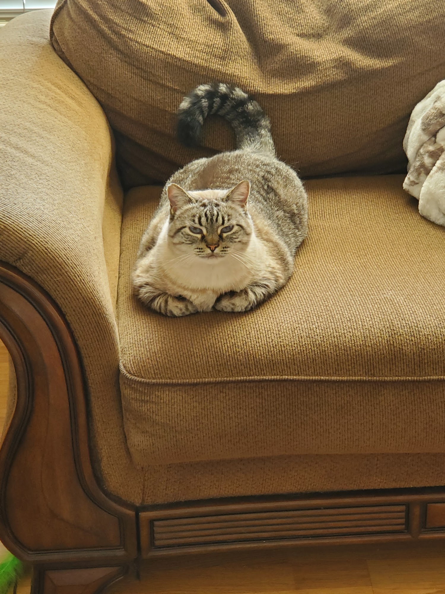 Animal Medical Hospital St. George