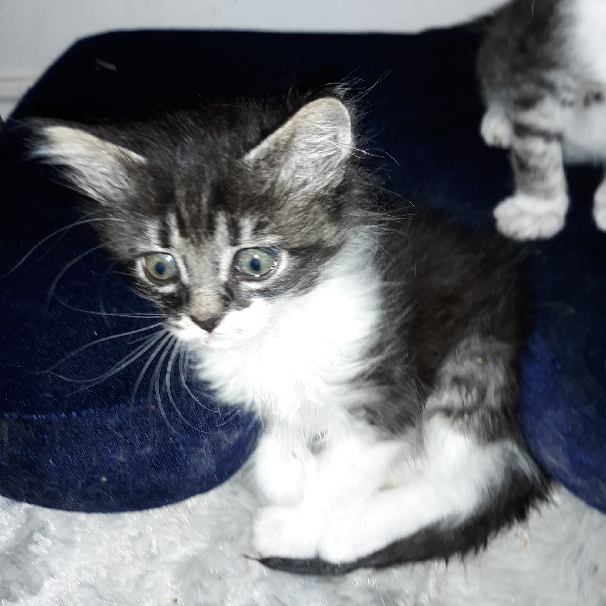 St. George Veterinary Hospital St. George