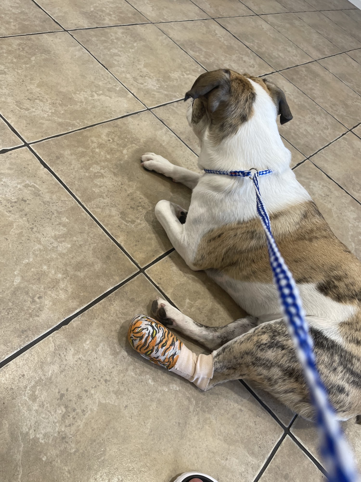 St. George Veterinary Hospital St. George