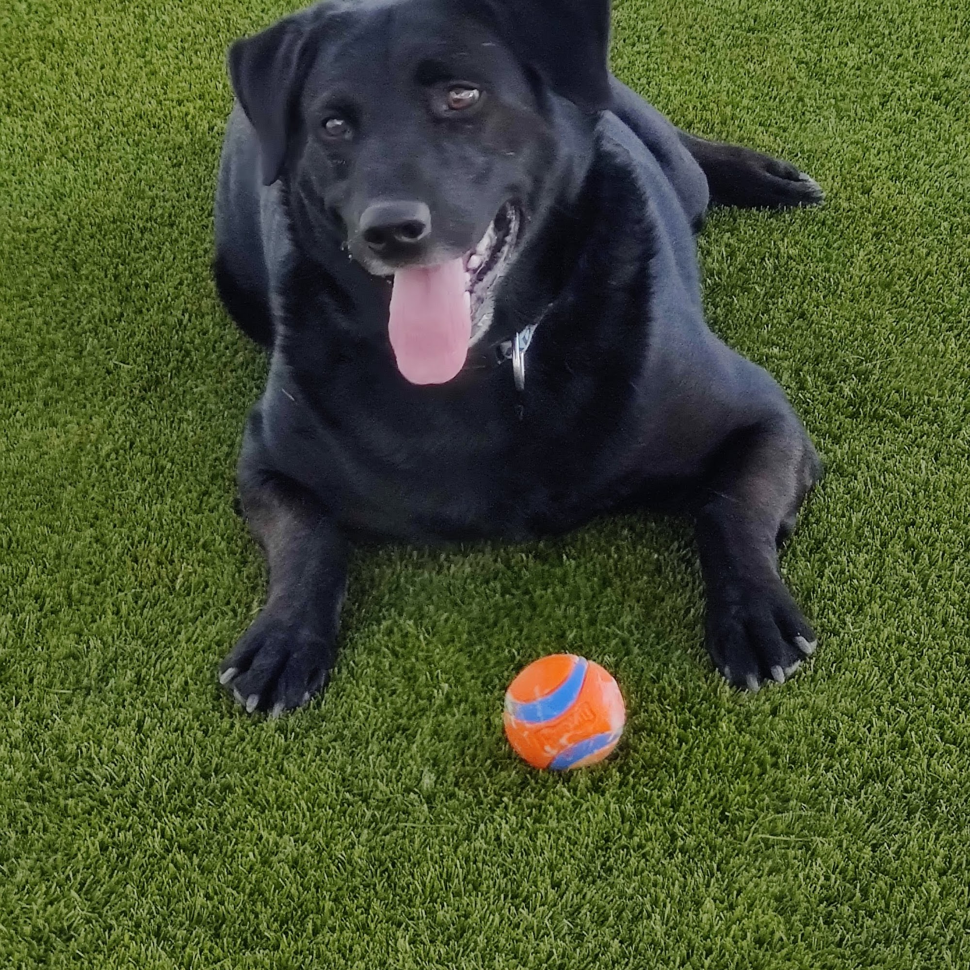 PAWS Adoption Center St. George