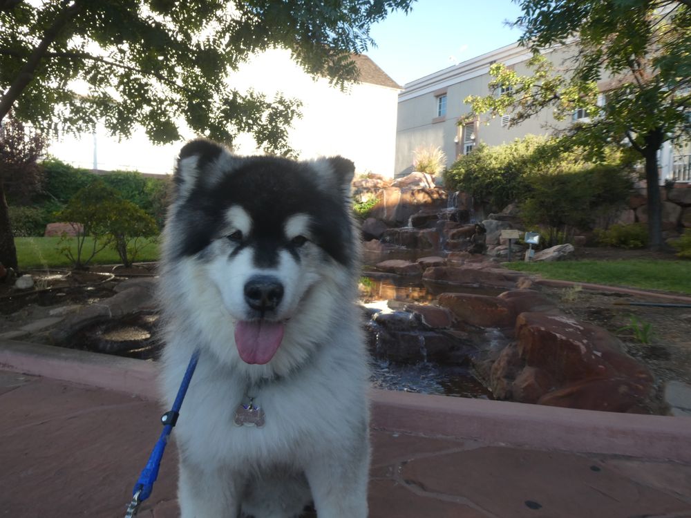 Dogtown Pet Spa St. George St. George