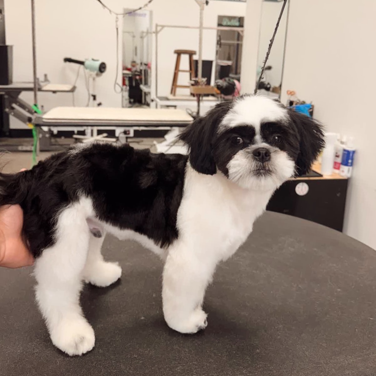 The Gray Dog St. George