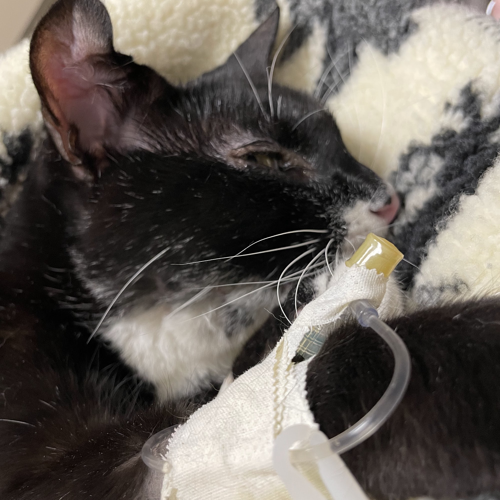 MedVet Northern Utah Sunset