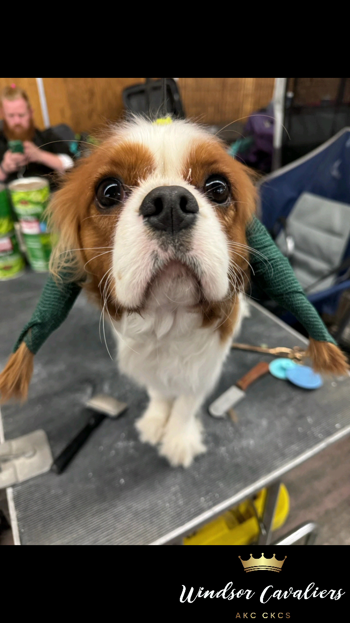 K9 Fluent Professional Dog Training, LLC Sunset