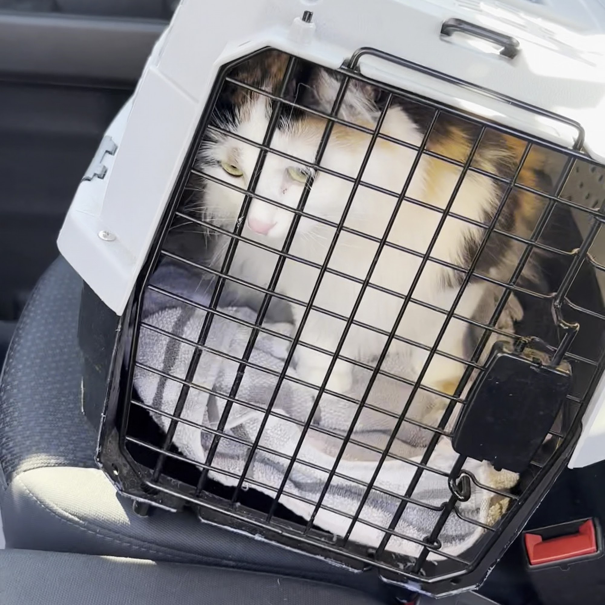 Antelope Animal Hospital Syracuse