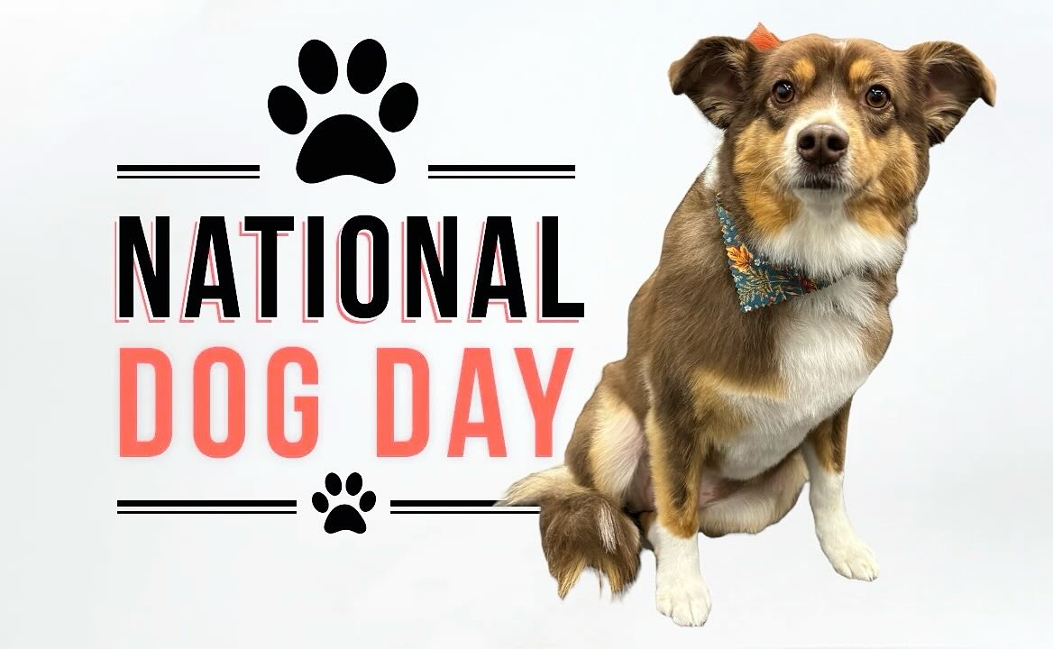 VIP Grooming Syracuse