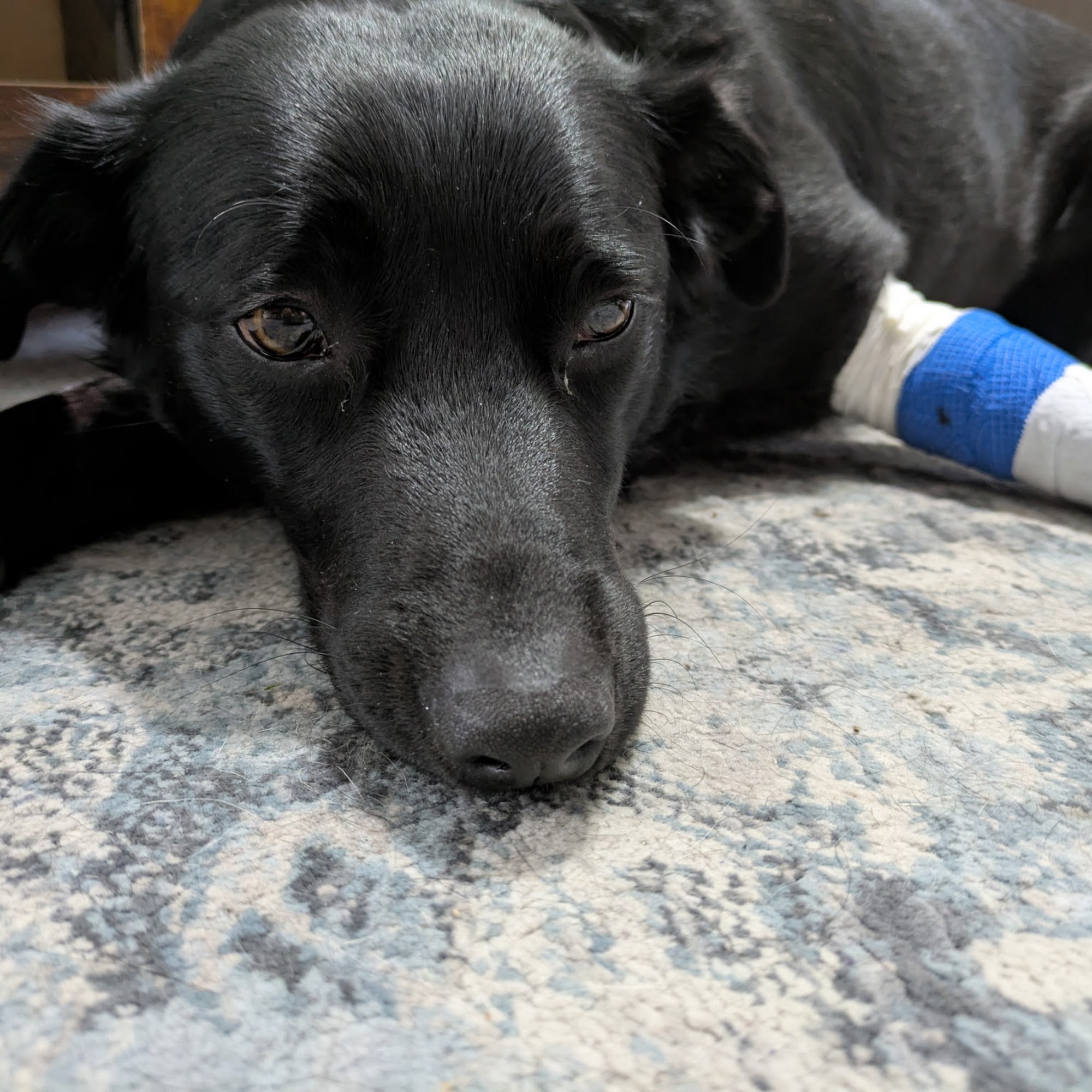 Tooele Veterinary Clinic Tooele