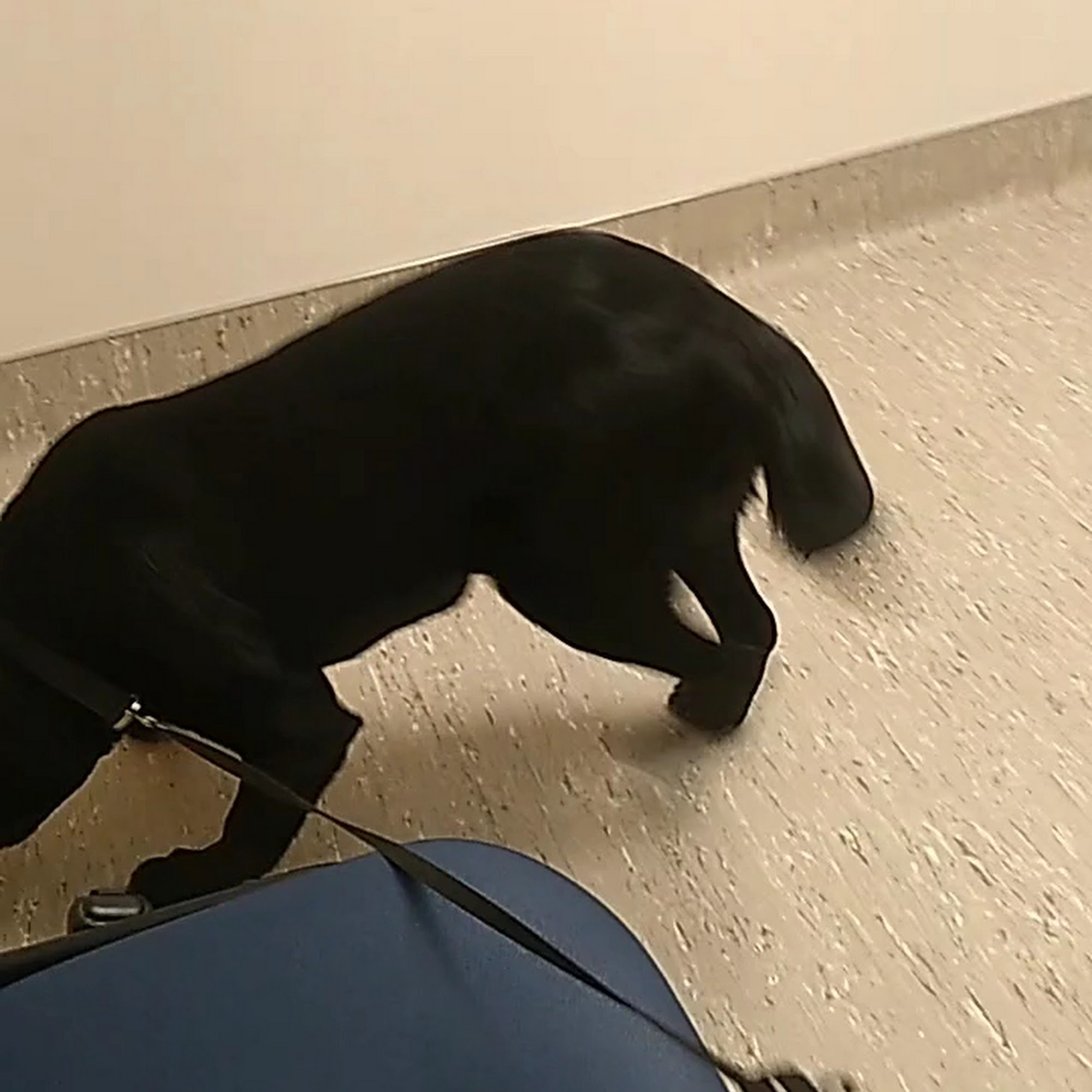 Countryside Animal Clinic Tooele