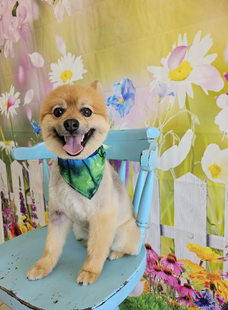 Toni's K9 Clips Tooele