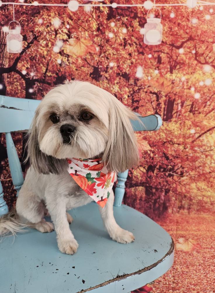 Toni's K9 Clips Tooele