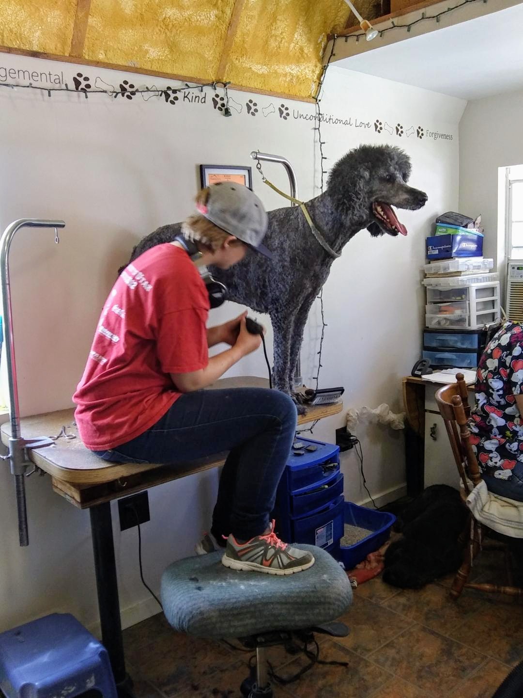 My Dogs Heaven - Dog Grooming Services Tooele