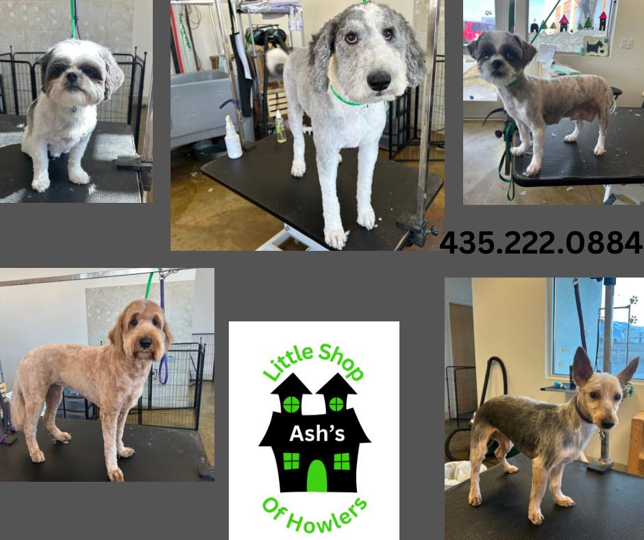 Ash's Little Shop of Howlers Tooele