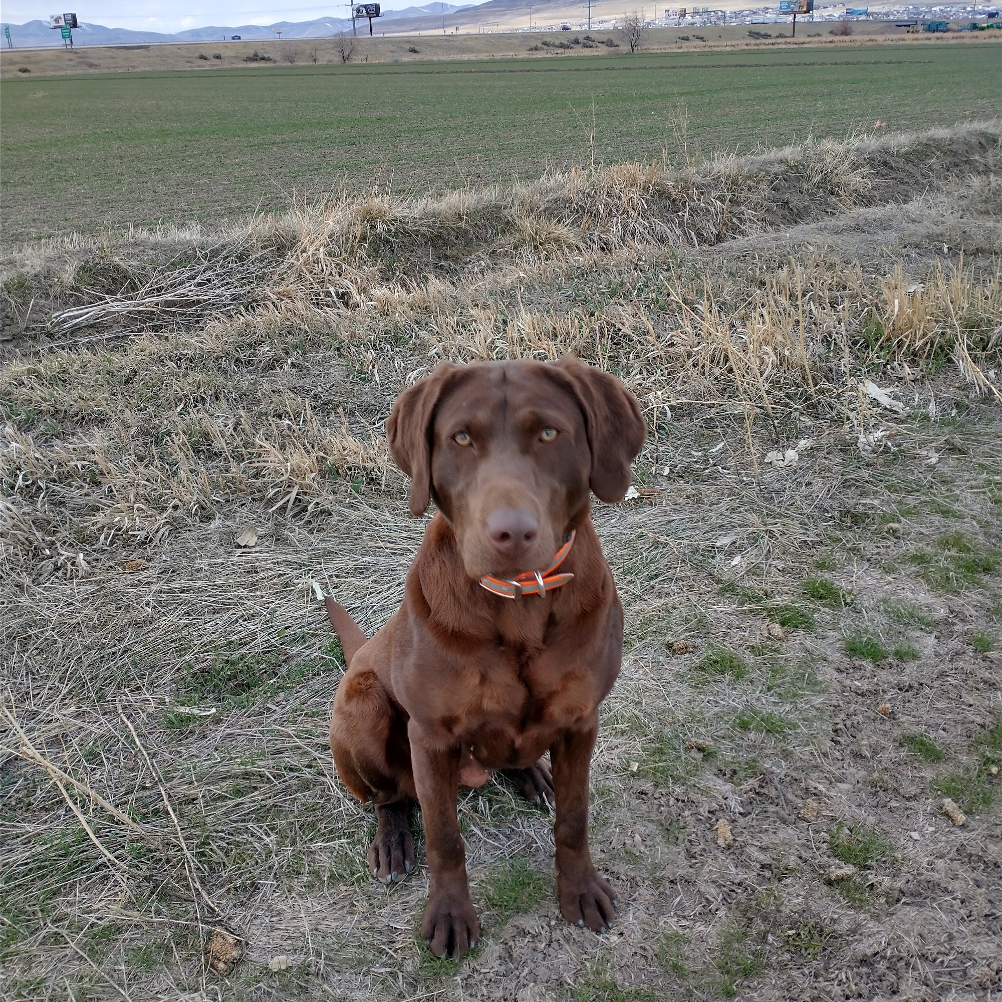 Bear River Animal Hospital: Mickelson Ira DVM Tremonton