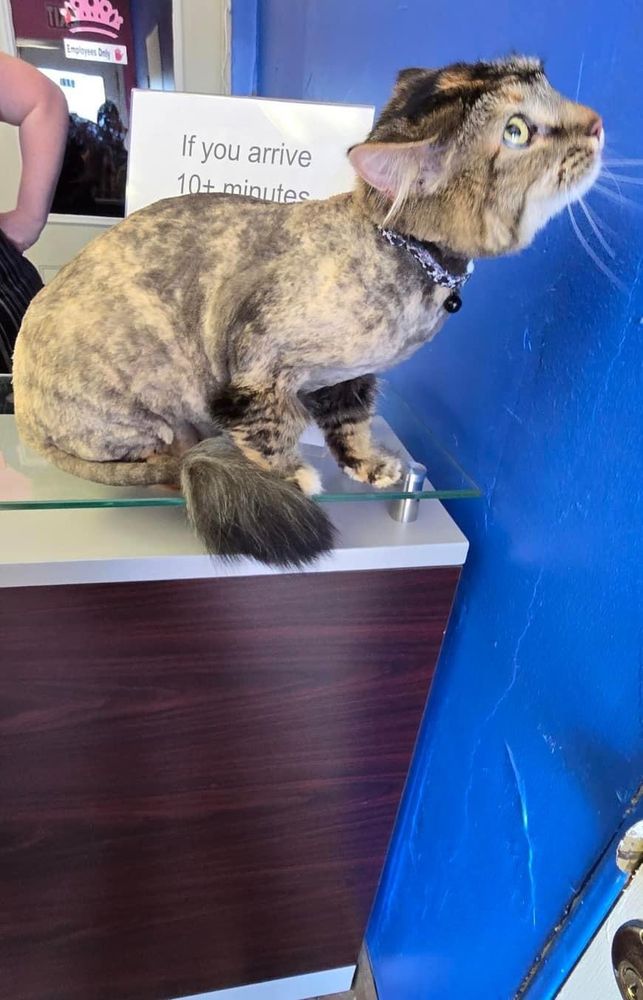 Dino Suds N Scissors (NCG Groomer) Vernal