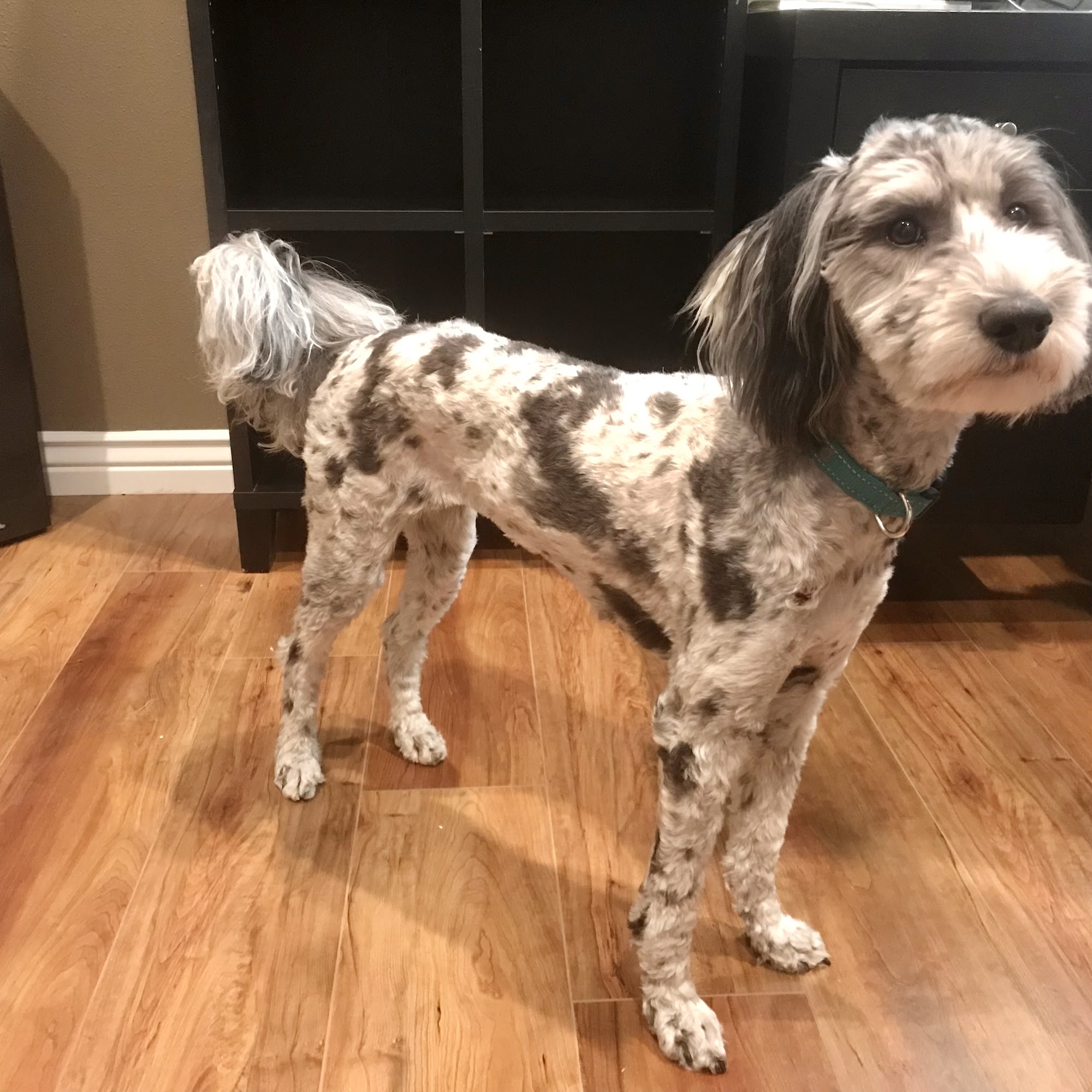 All Fur Love Washington