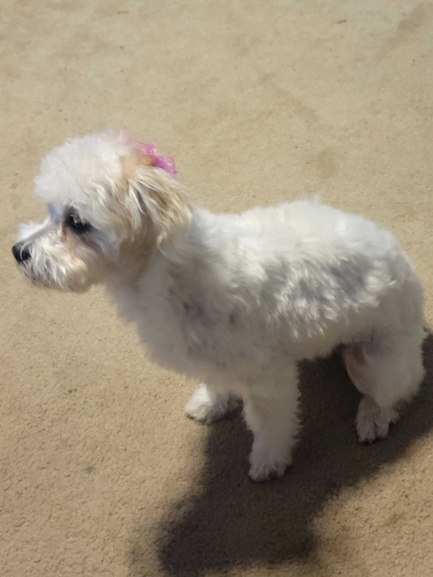 All Fur Love Washington