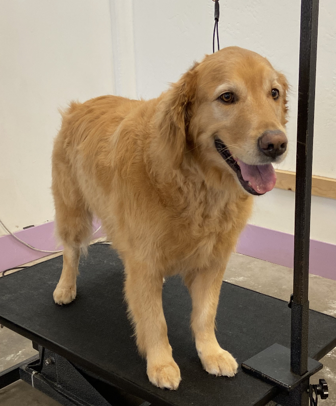 ALL IN THE DETAILS PET GROOMING Washington