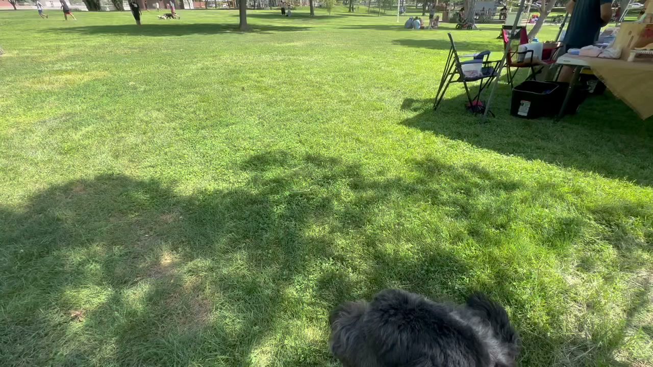 Off Leash K9 Training Southern Utah Washington