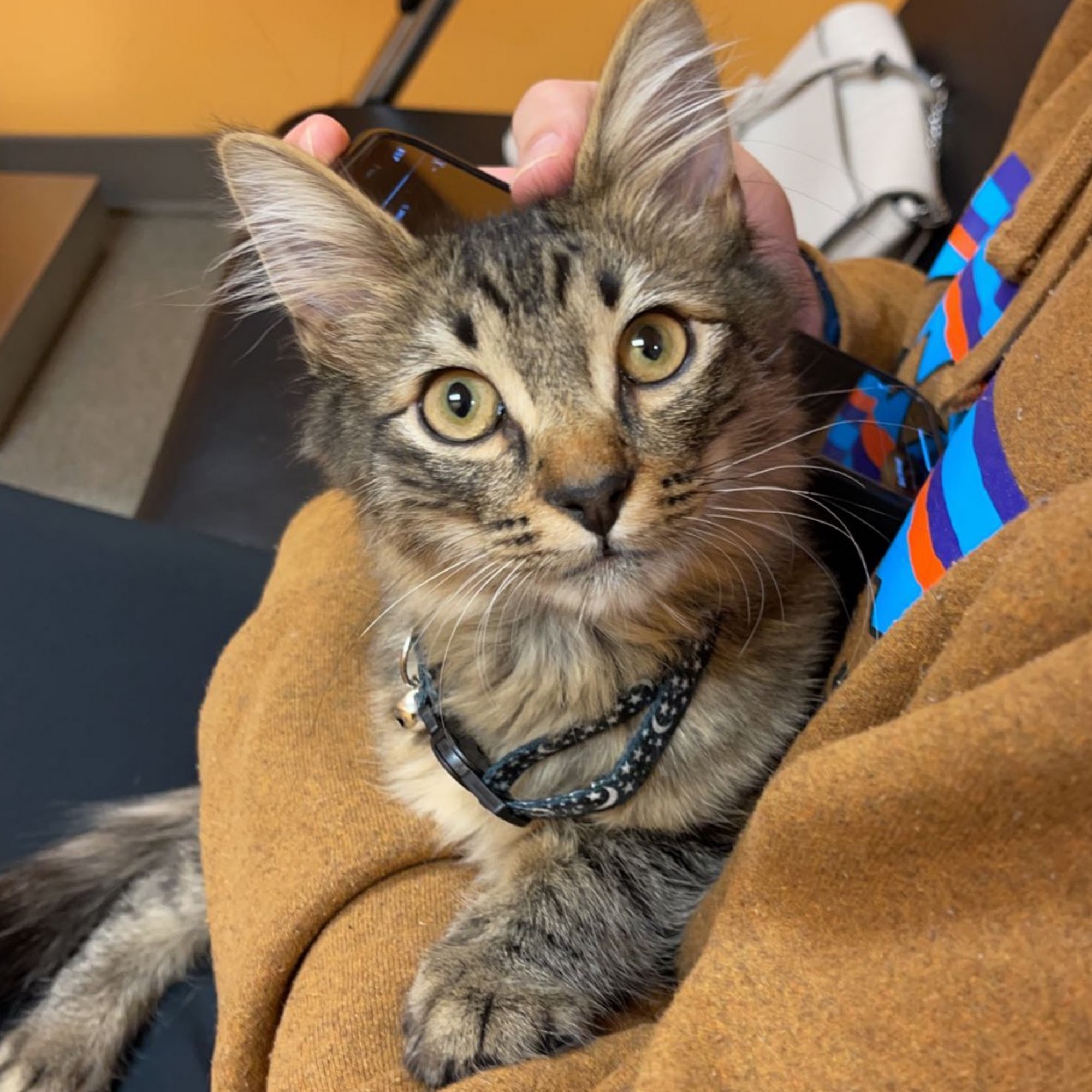 Animal Care Center, A Thrive Pet Healthcare Partner West Bountiful