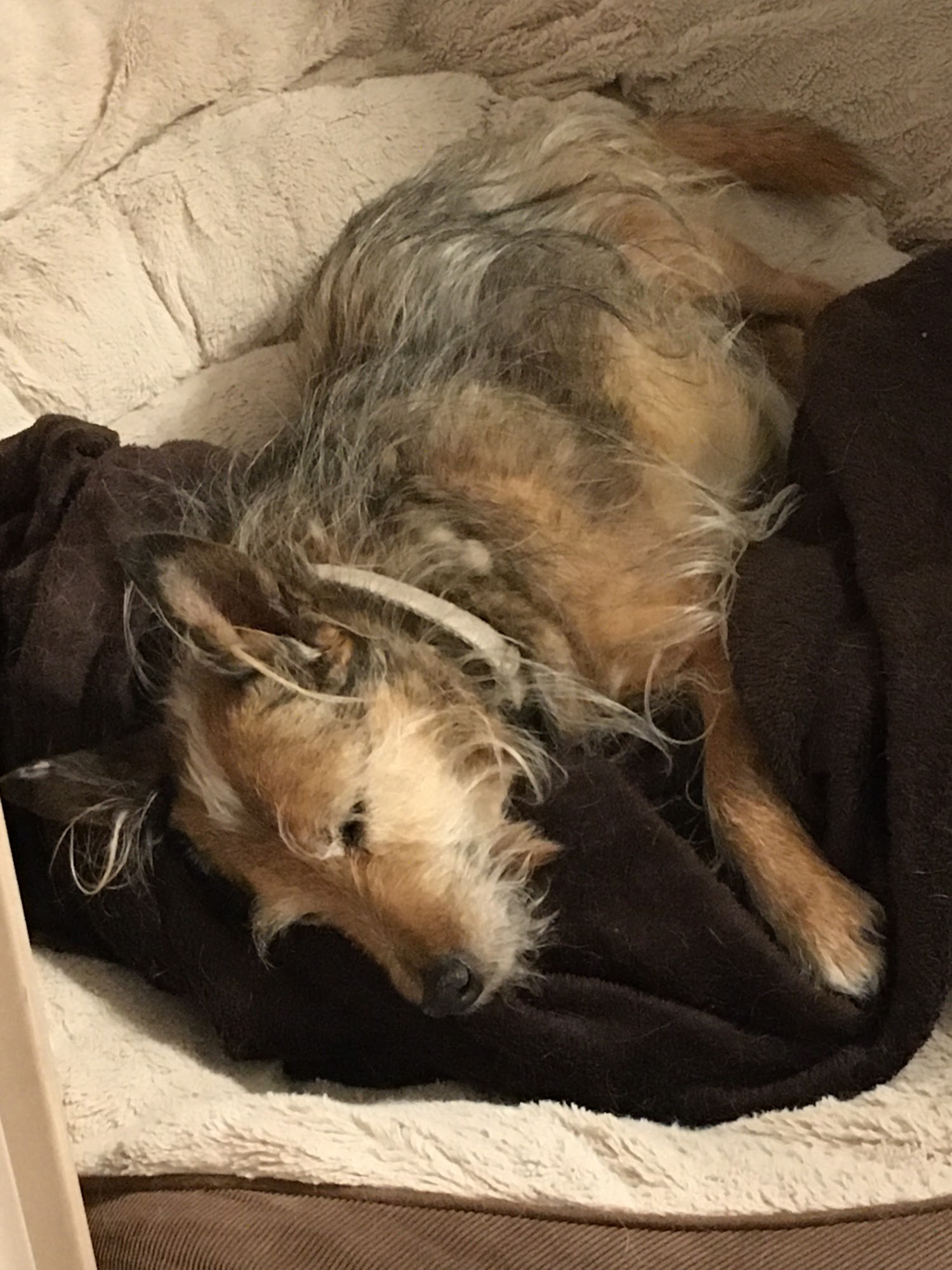 Mindful Mutt West Jordan