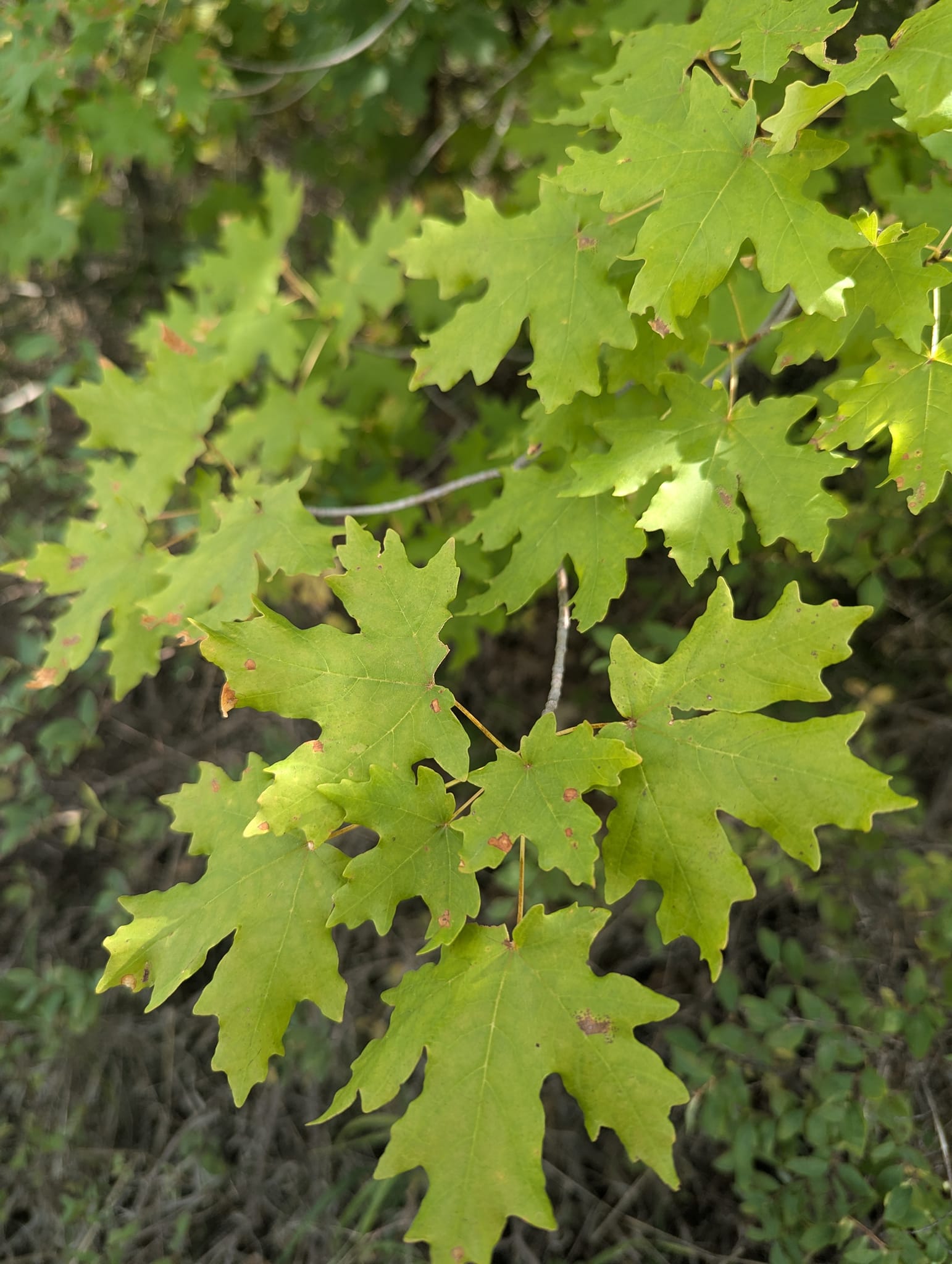 Access Tax Professionals