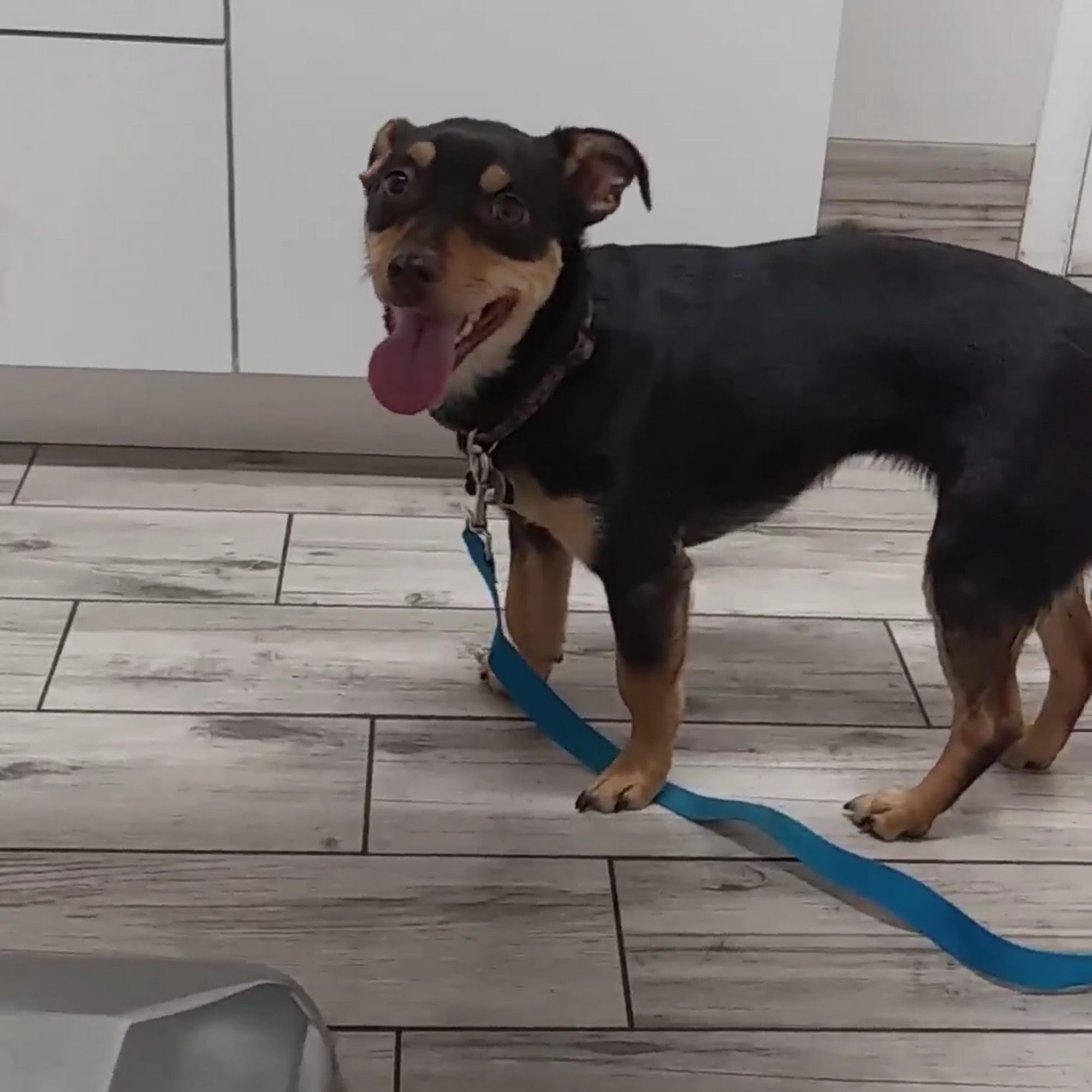 West Valley Veterinary Clinic West Valley City