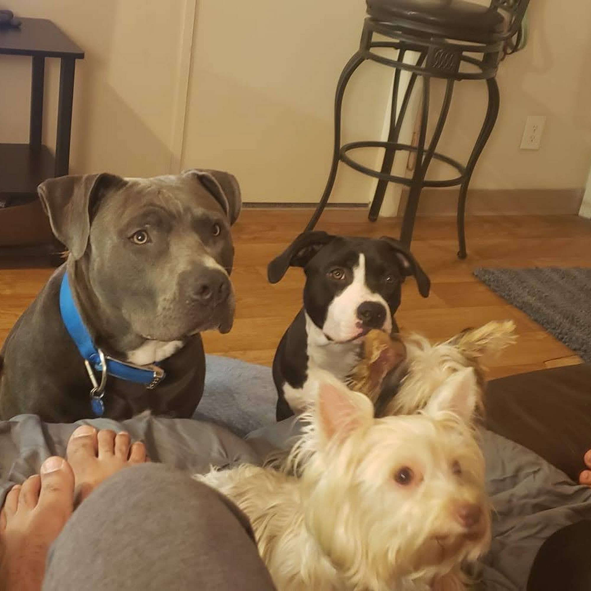 Hunter Animal Hospital West Valley City