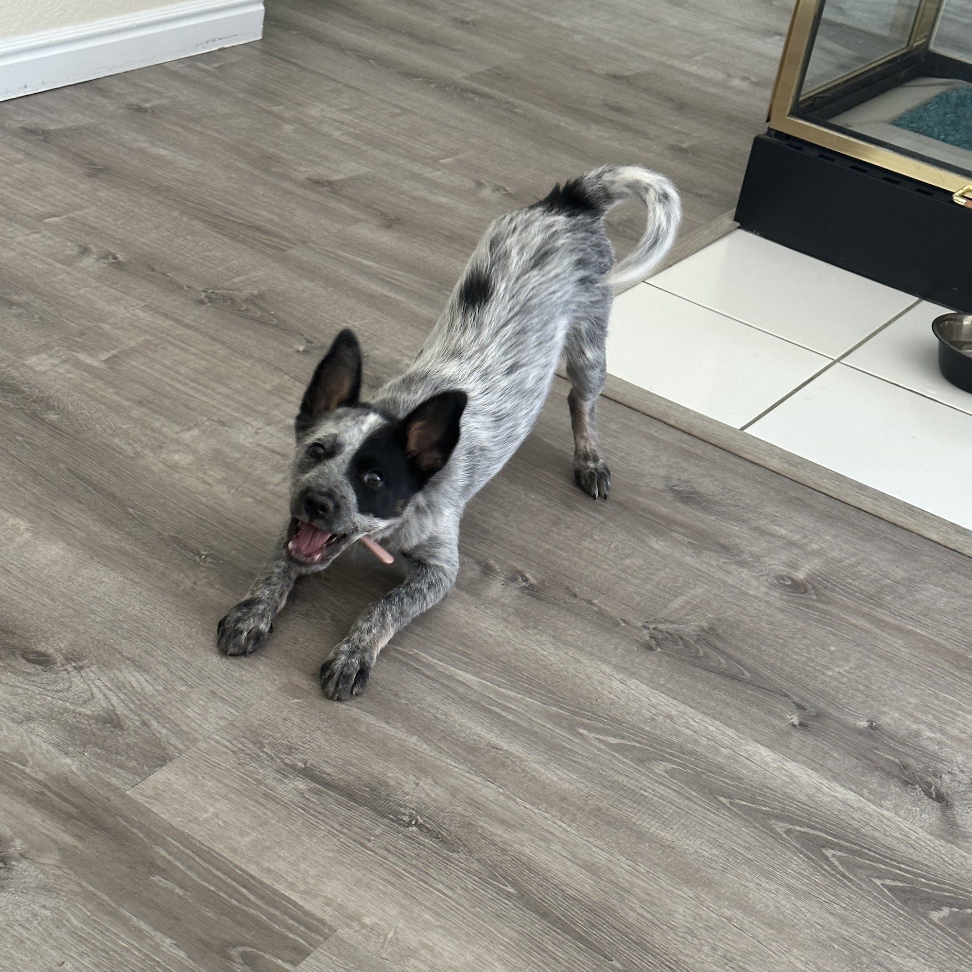 Petco Vaccination Clinic West Valley City