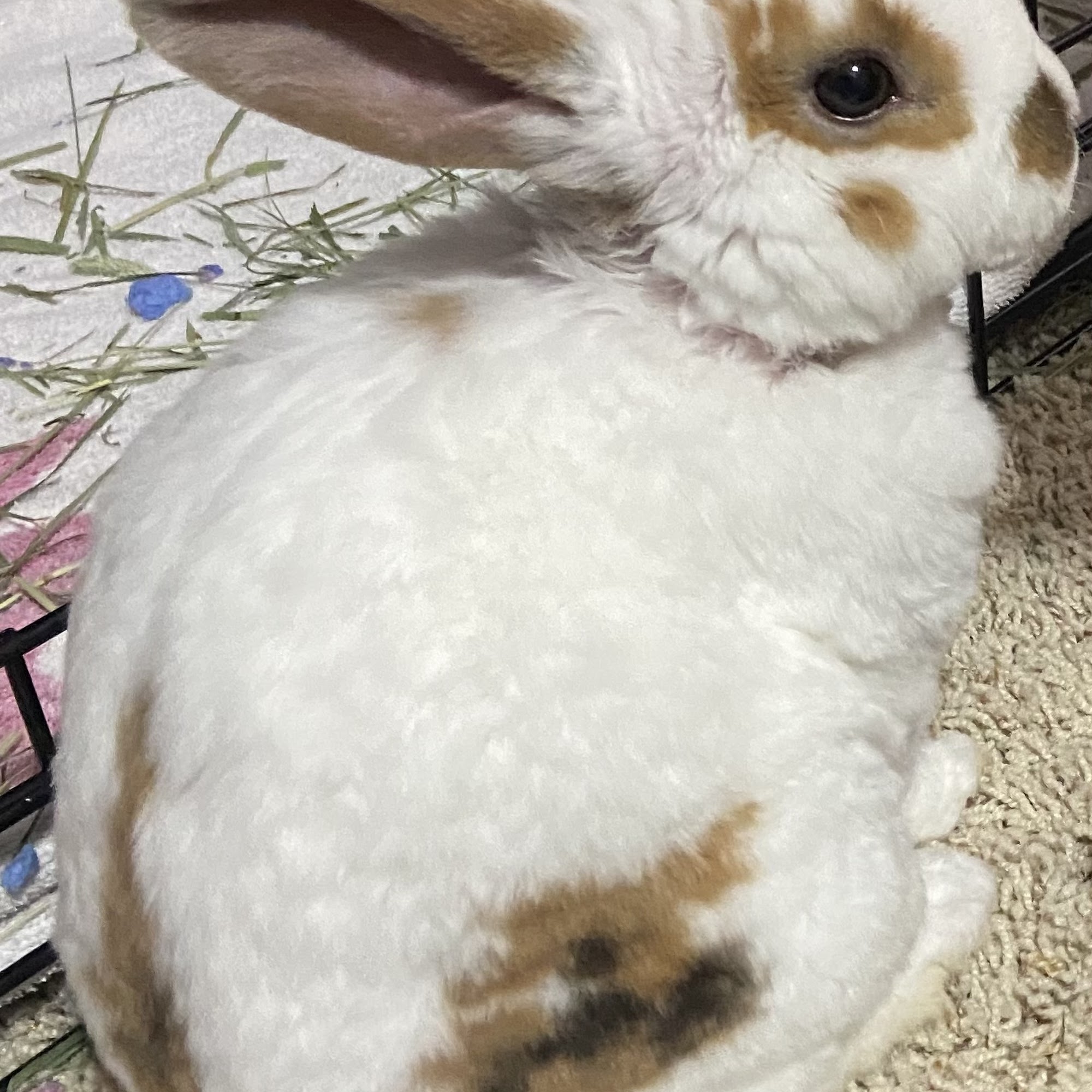 Bountiful Animal Hospital Woods Cross