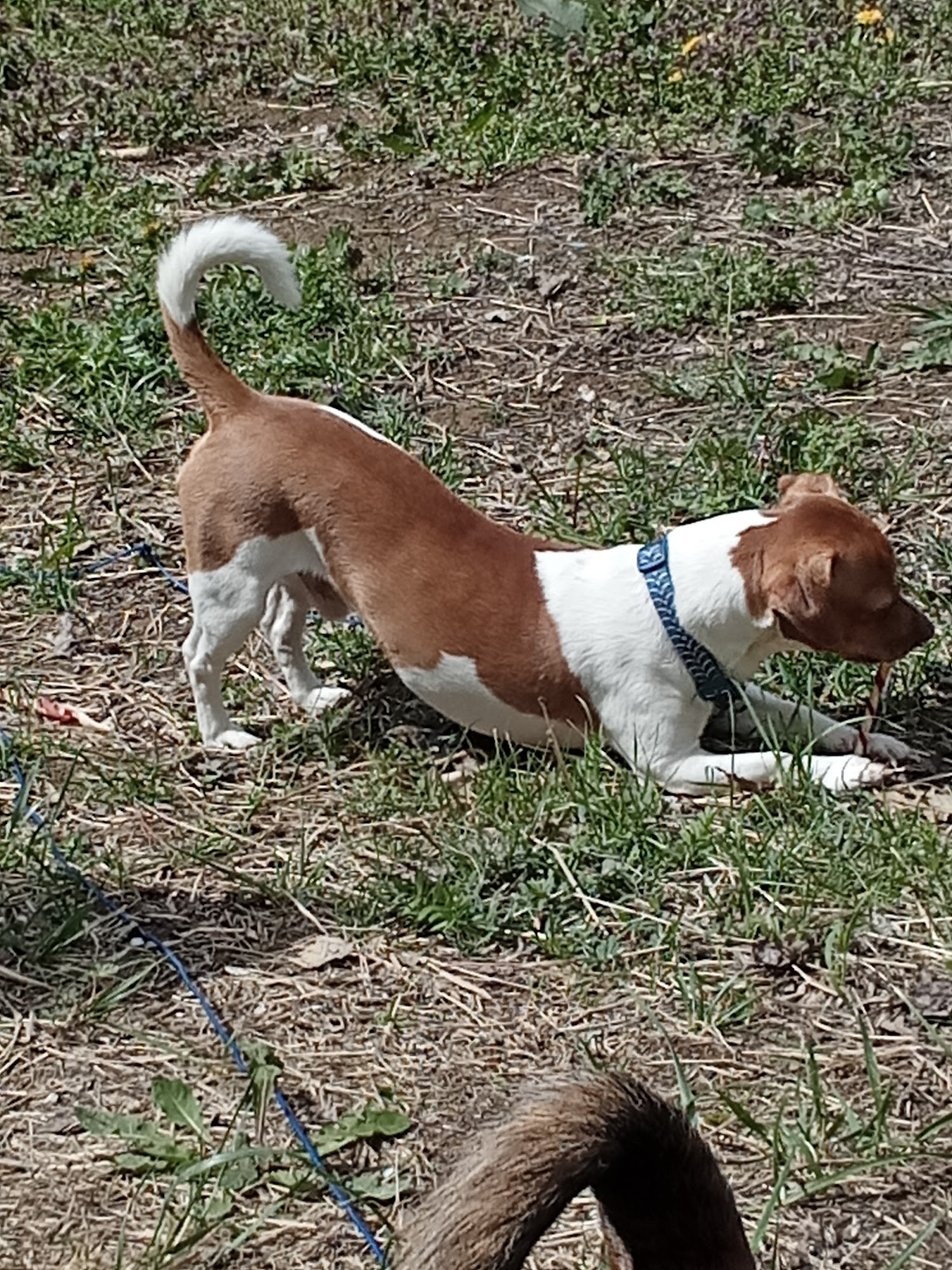 Lee Highway Animal Hospital Abingdon