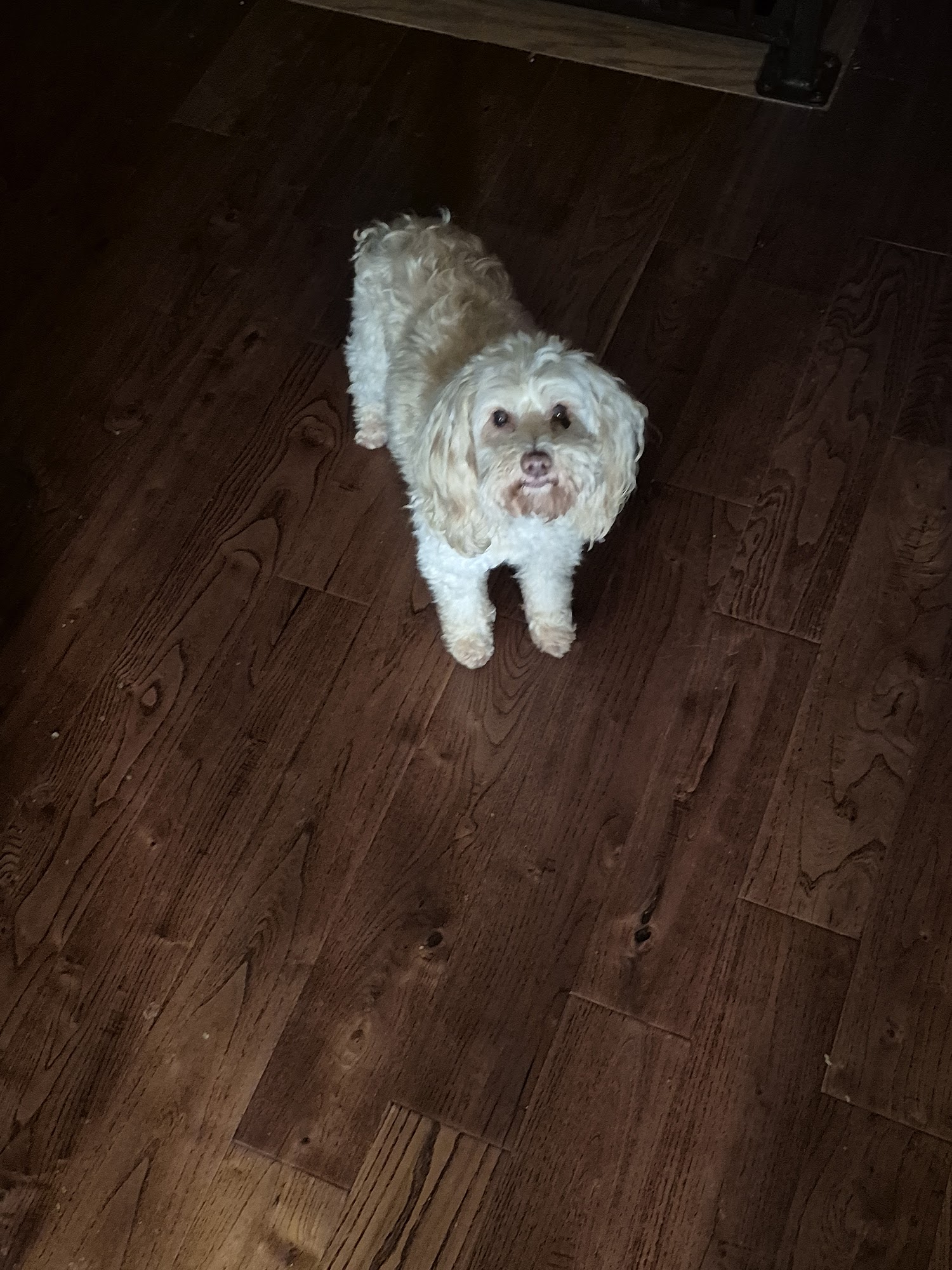 Webb's Pet Grooming Abingdon