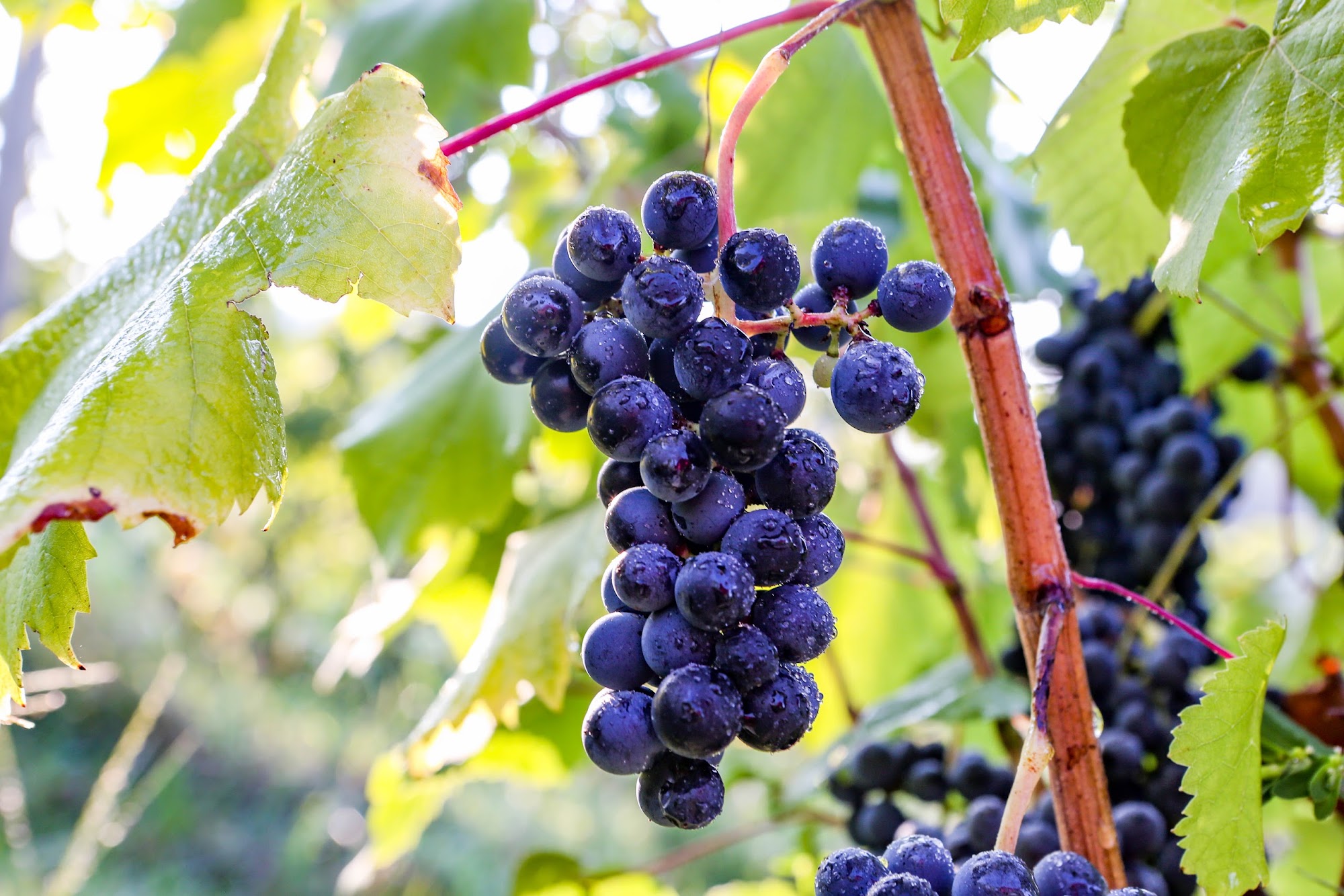 Valley Road Vineyards Afton