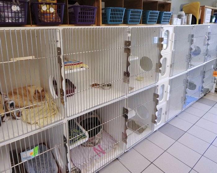 VCA Alexandria Animal Hospital Alexandria