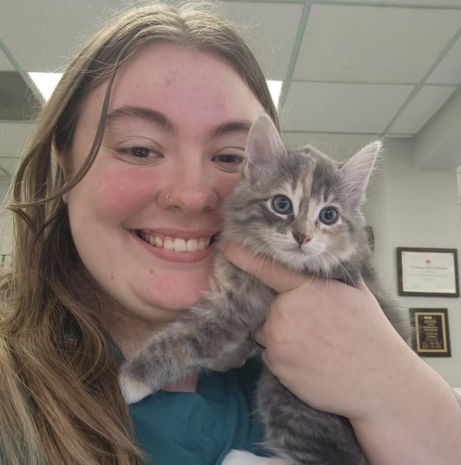 VCA Beacon Hill Cat Hospital Alexandria