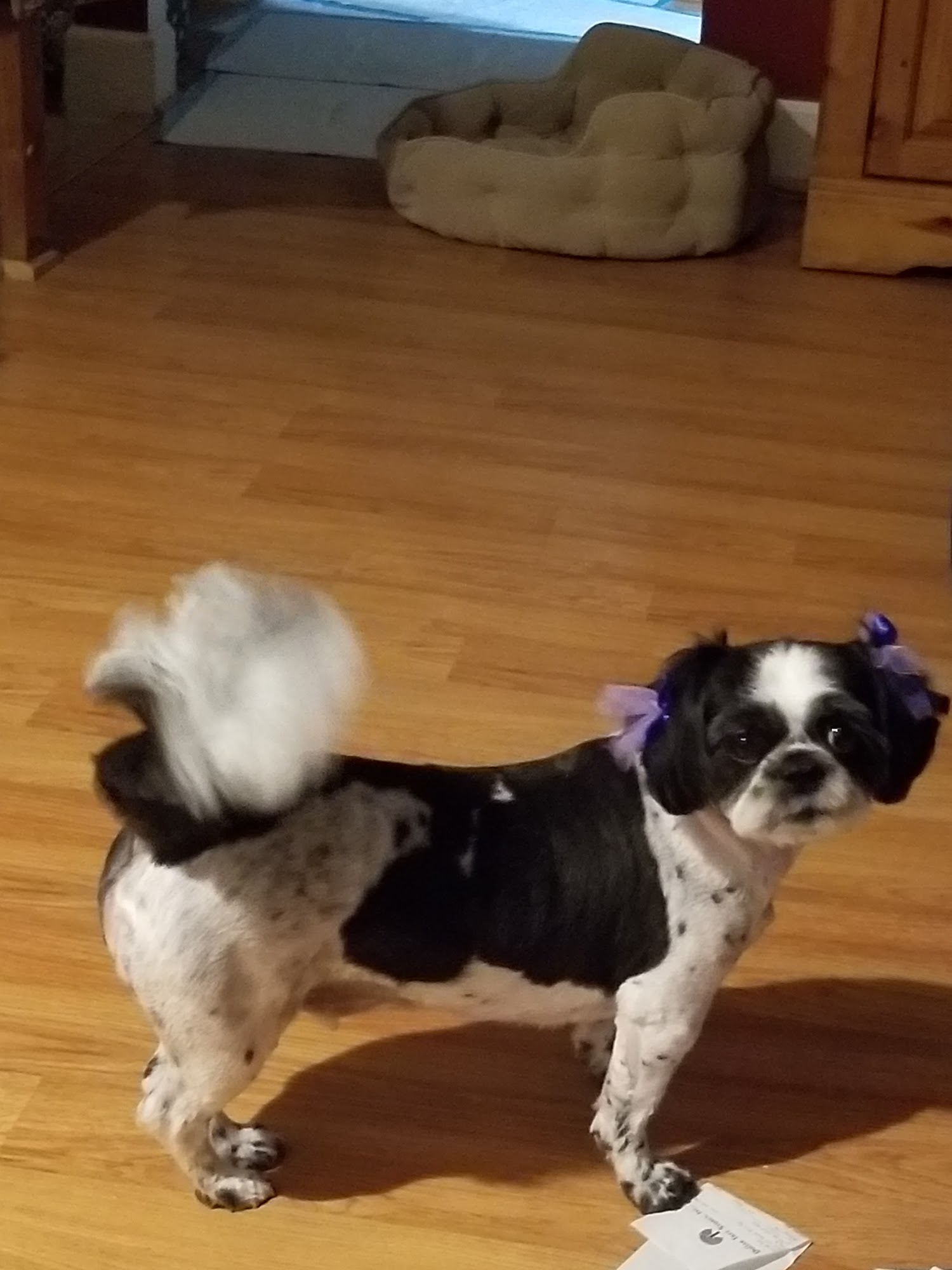 Woof Gang Bakery & Grooming Alexandria Alexandria