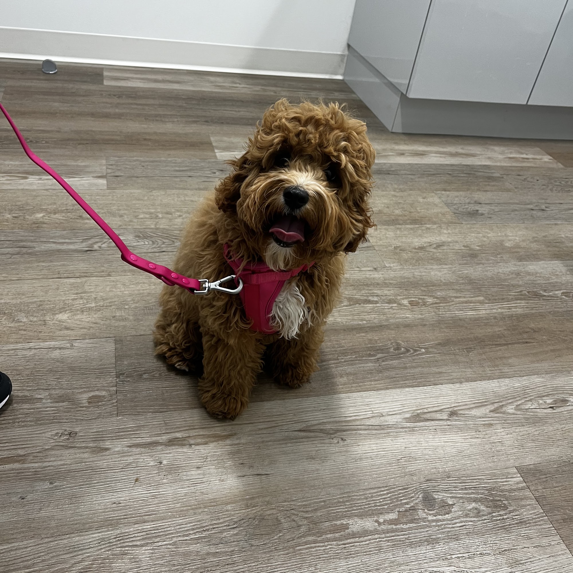 Elpaw Veterinary Clinic Alexandria