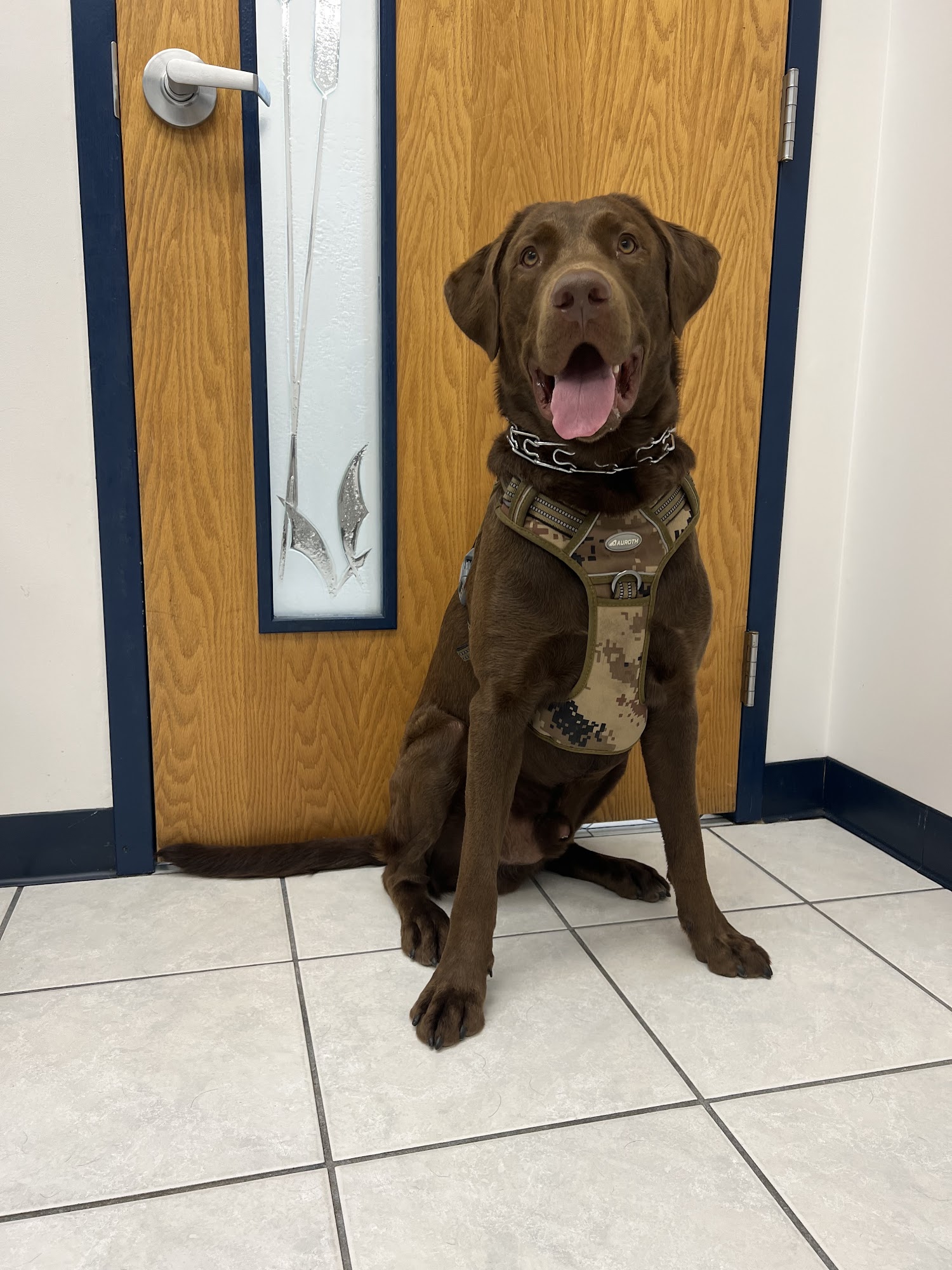 Belle Haven Animal Medical Centre Alexandria