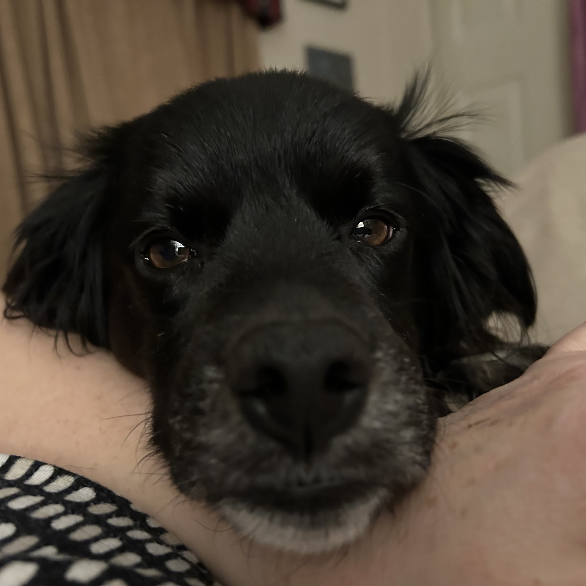 Belle Haven Animal Medical Centre Alexandria