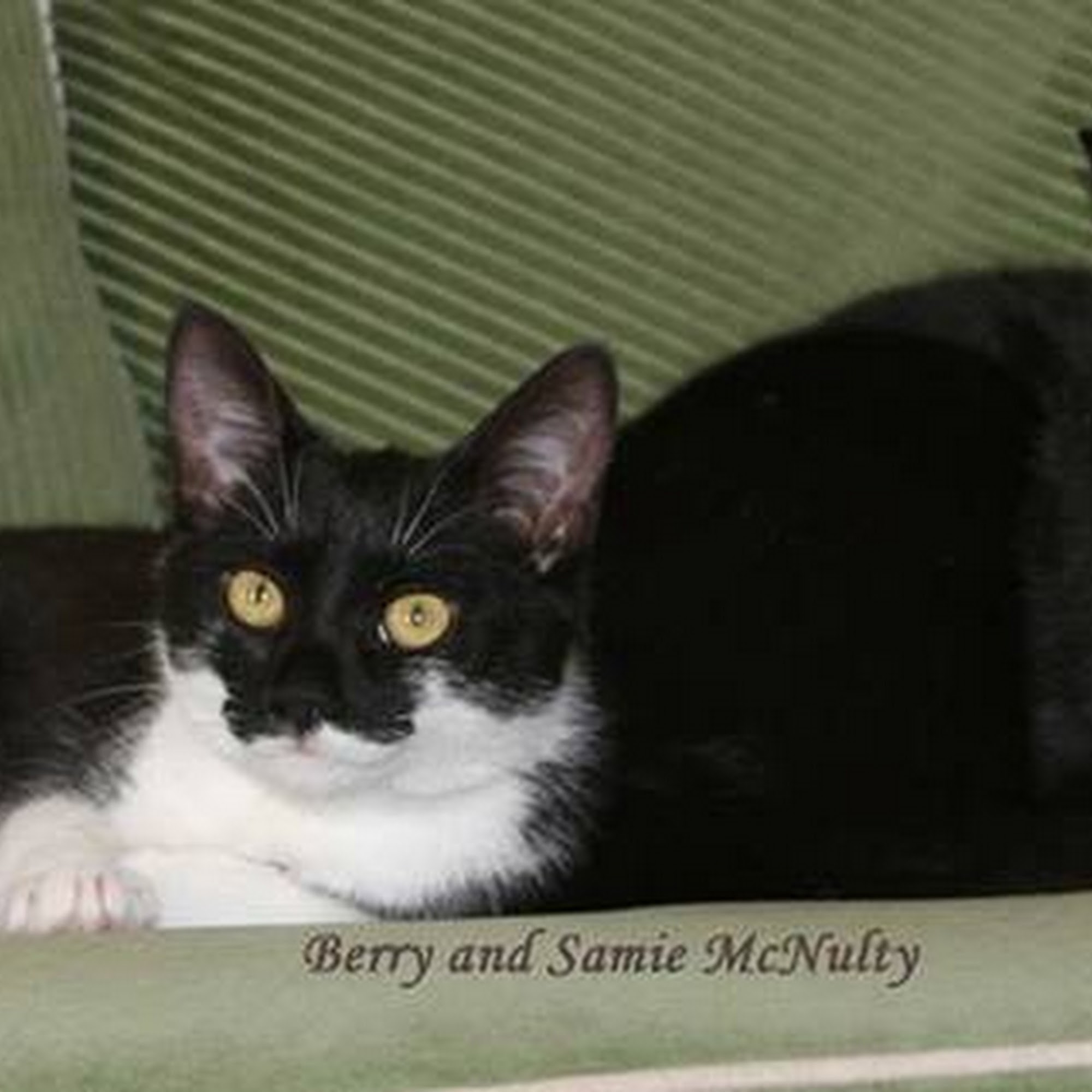 Hometown Veterinary Clinic Alexandria