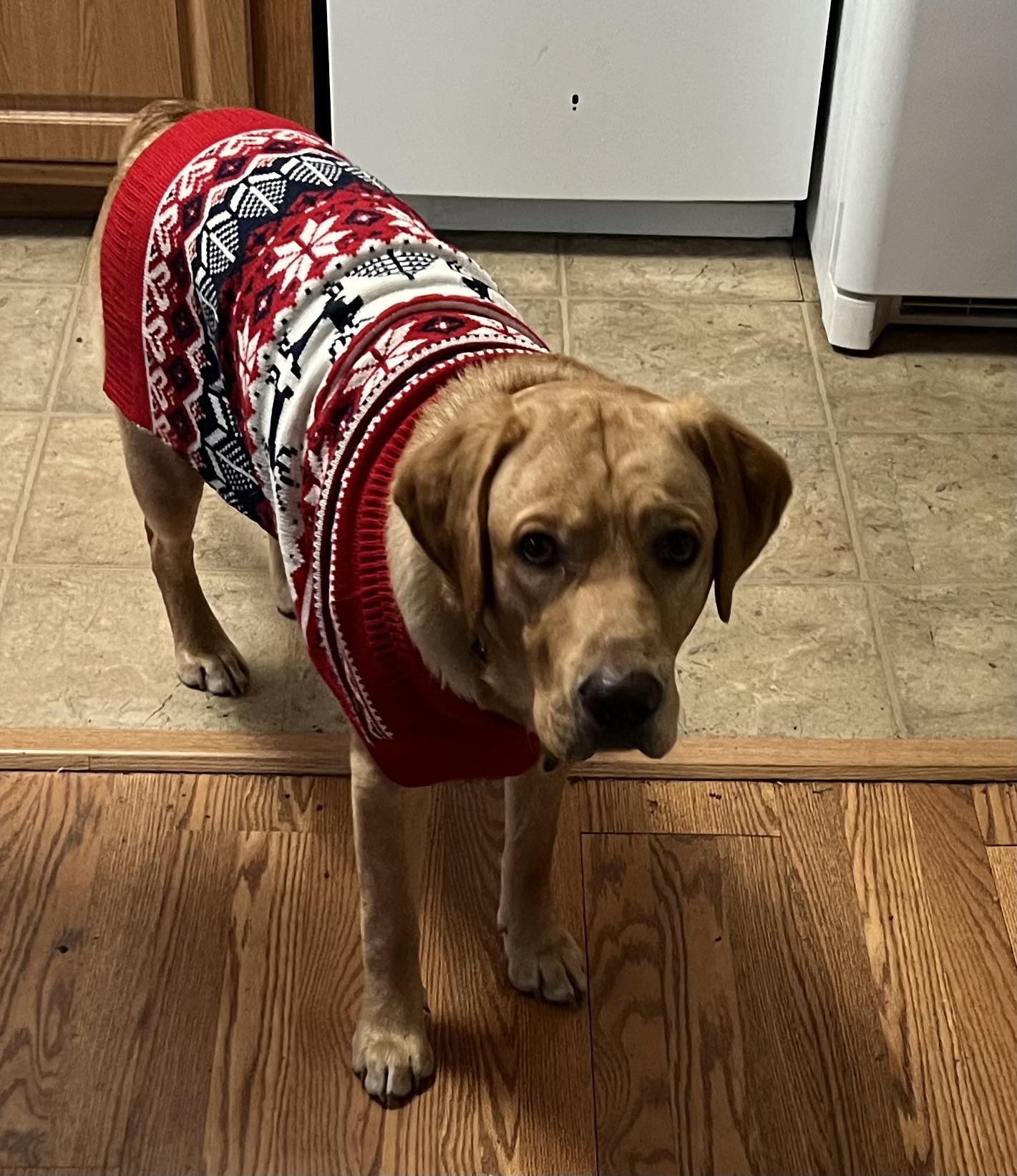 Hometown Veterinary Clinic Alexandria