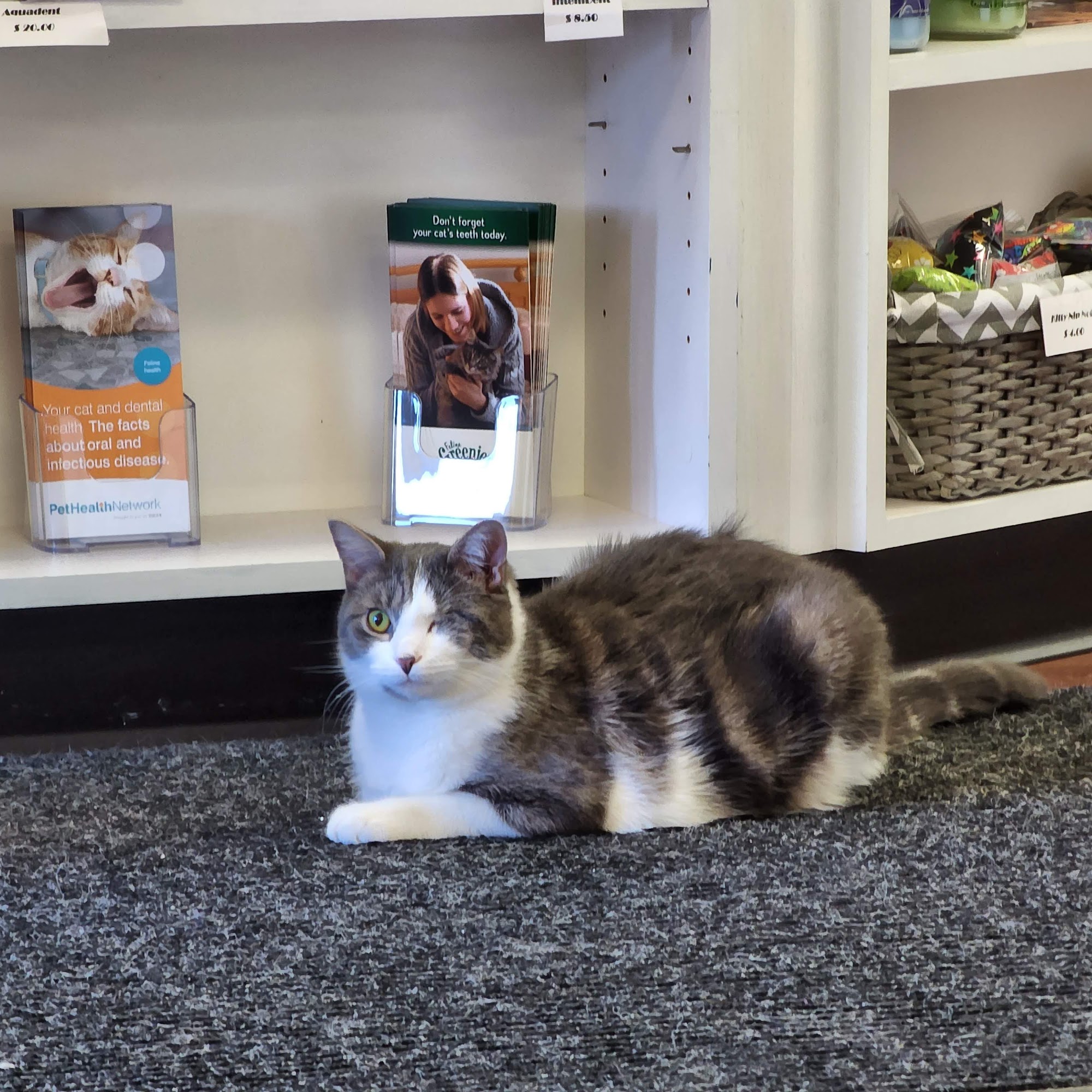 Kingstowne Cat Clinic Alexandria