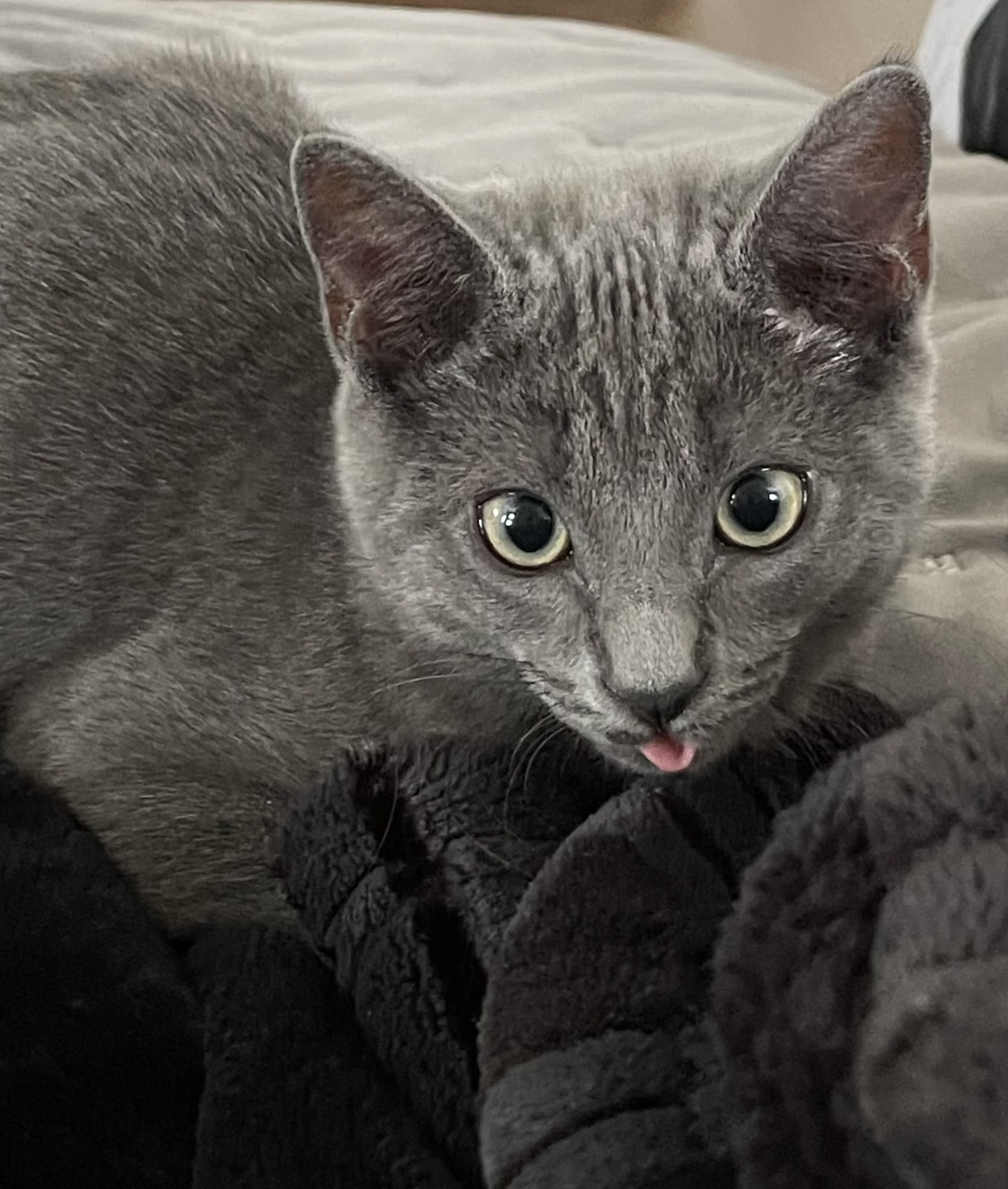 Kingstowne Cat Clinic Alexandria