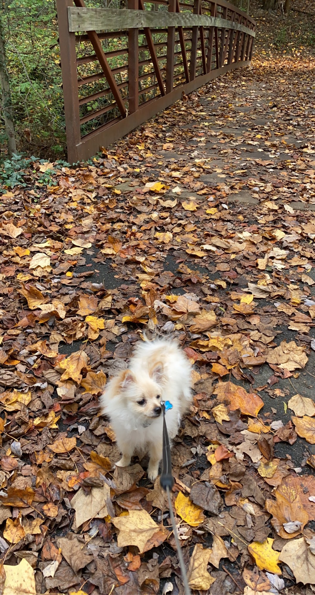 Hayfield Animal Hospital Alexandria