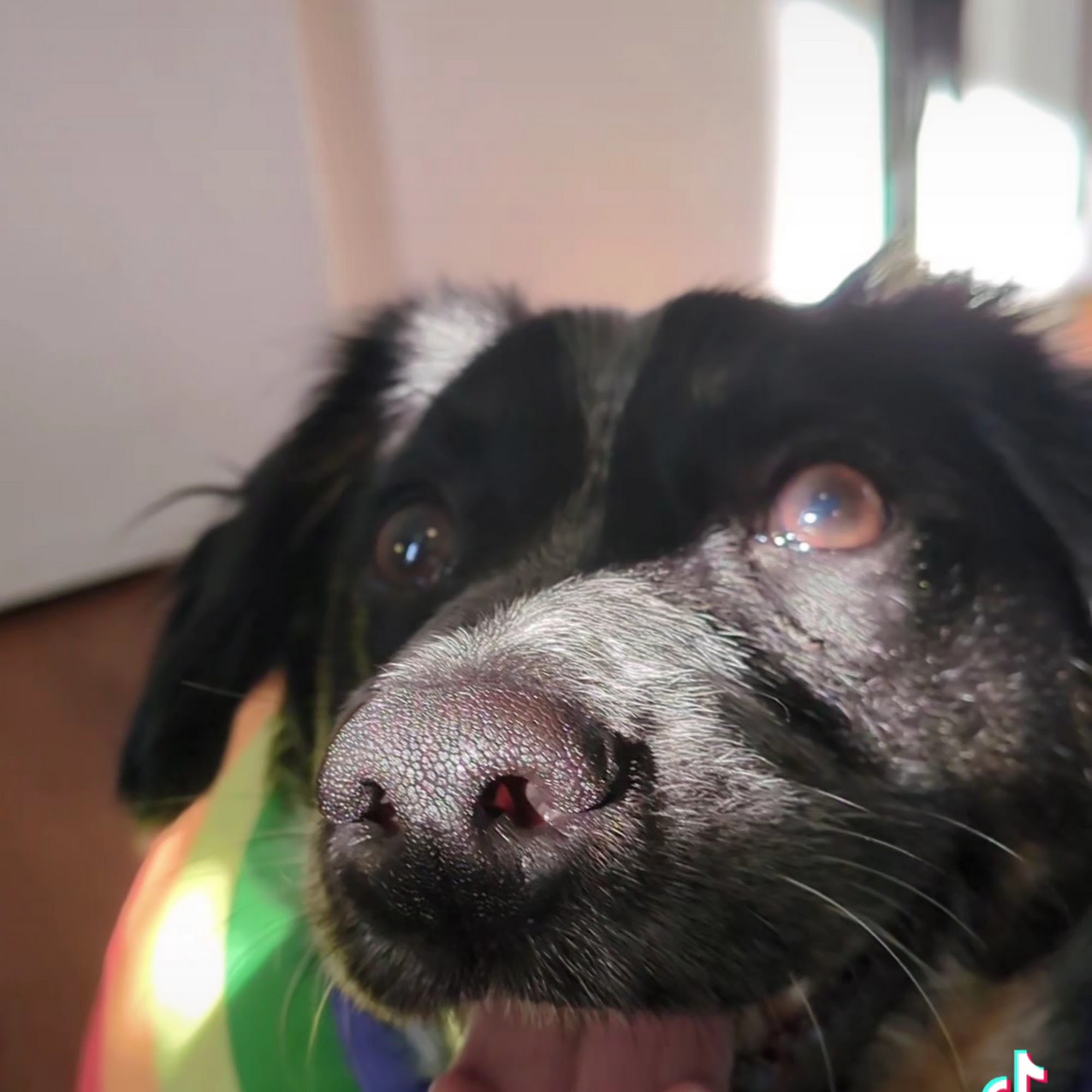 Hayfield Animal Hospital Alexandria