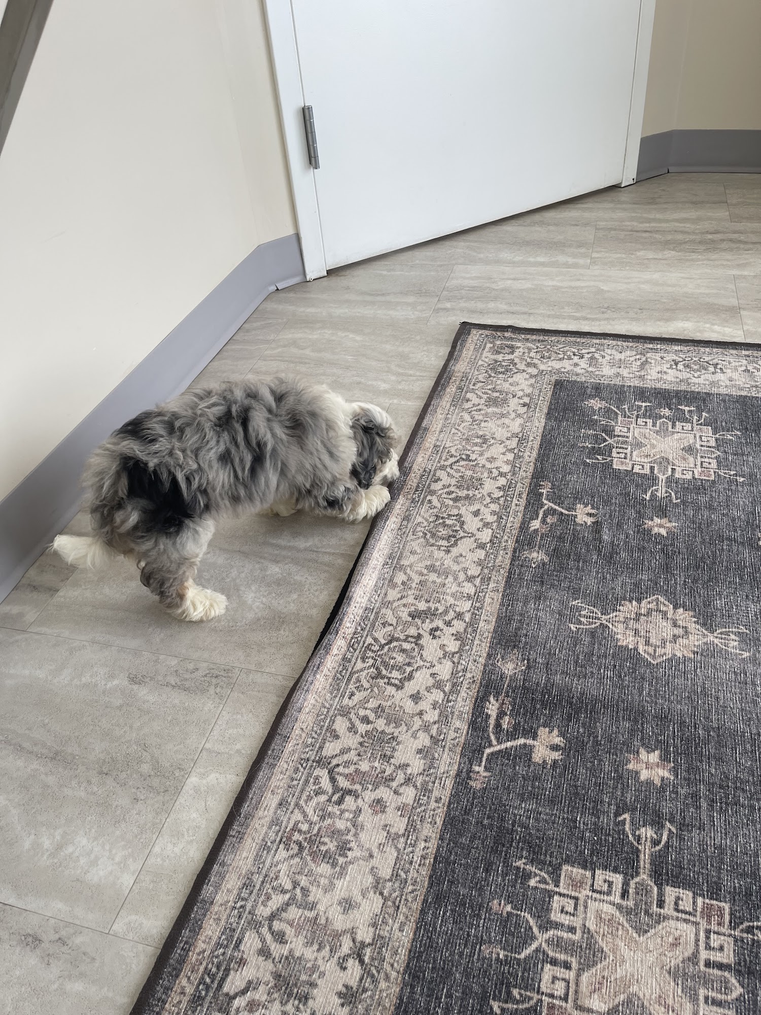 Kingsview Animal Hospital Alexandria