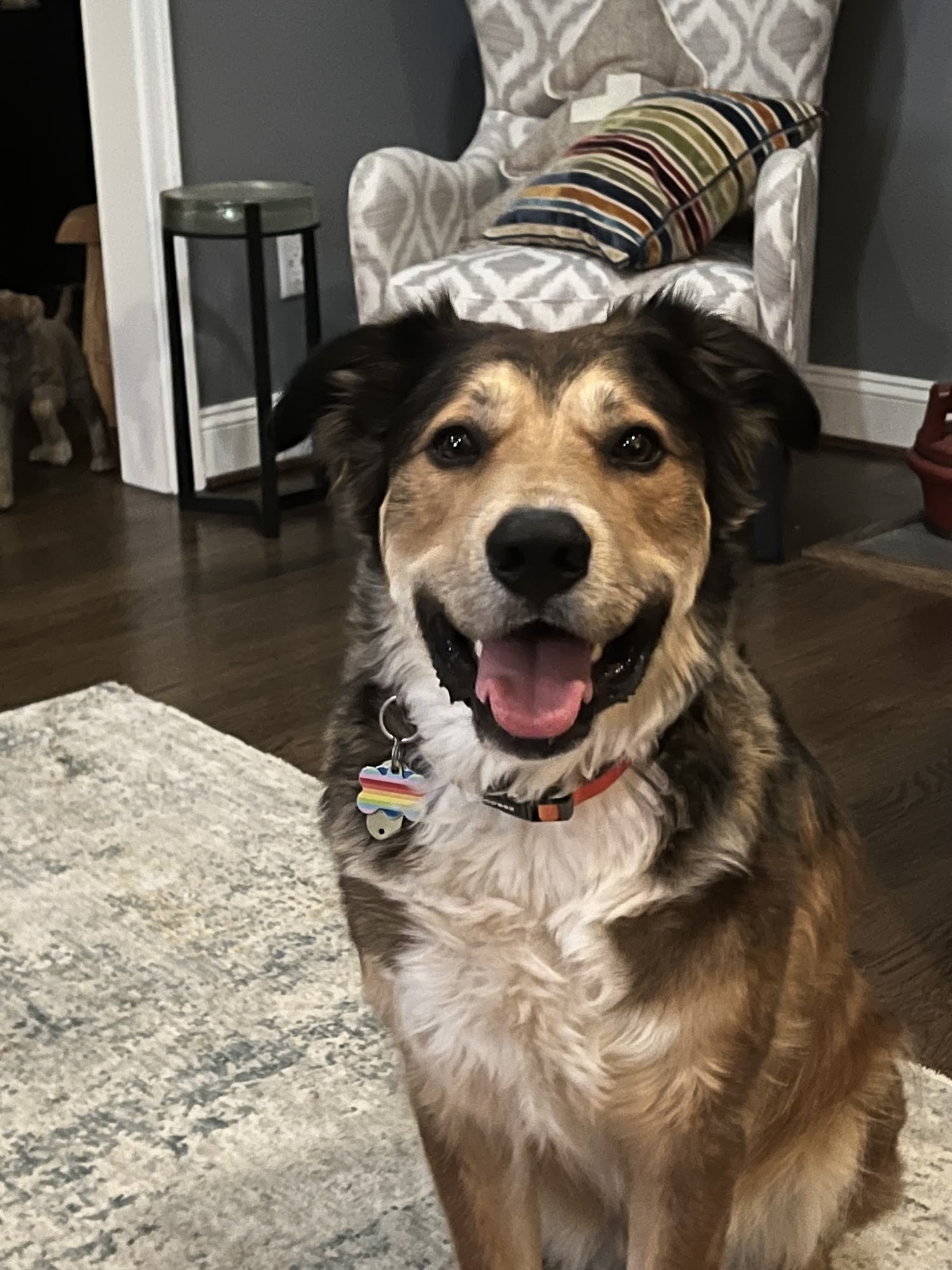 Hollin Hall Animal Hospital Alexandria